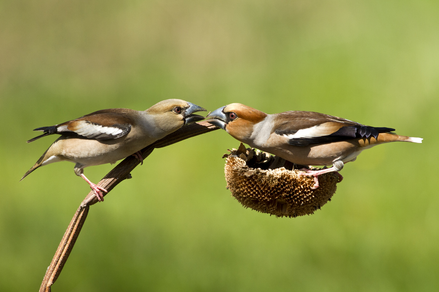 Hawfinches F & M