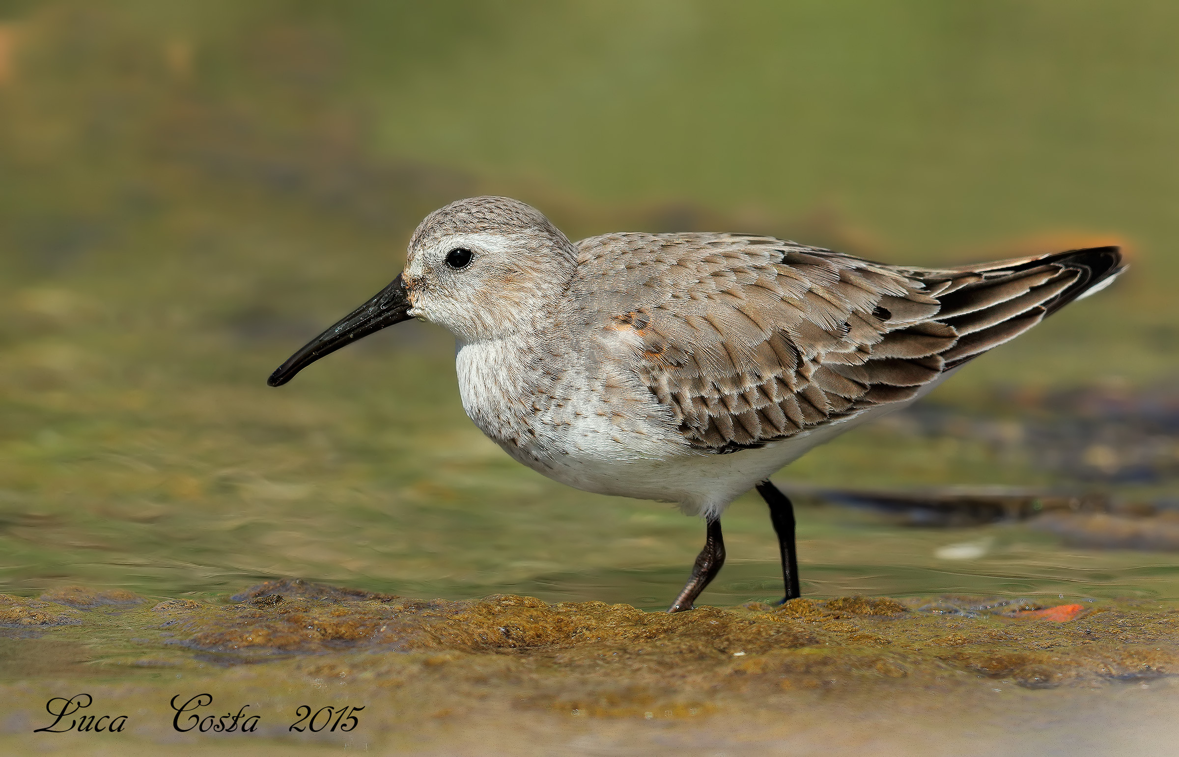 Dunlin