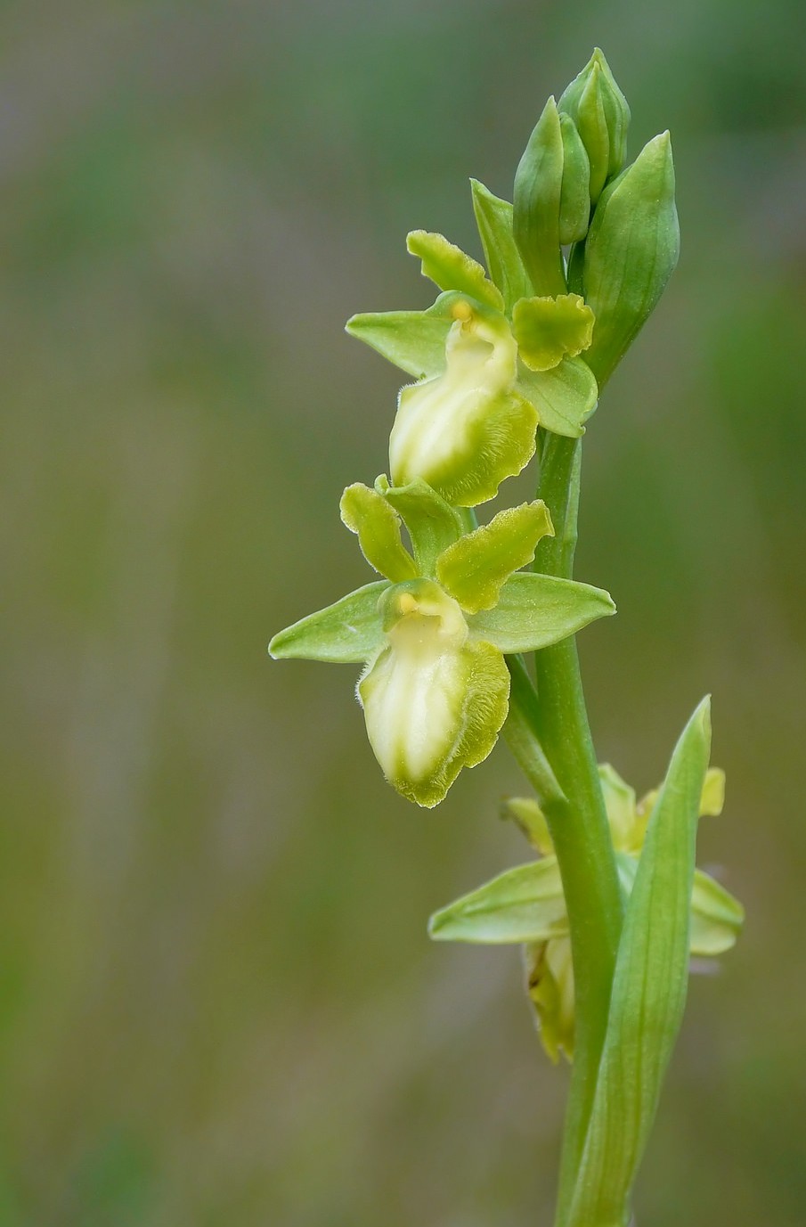 Ophrys passionis albino
