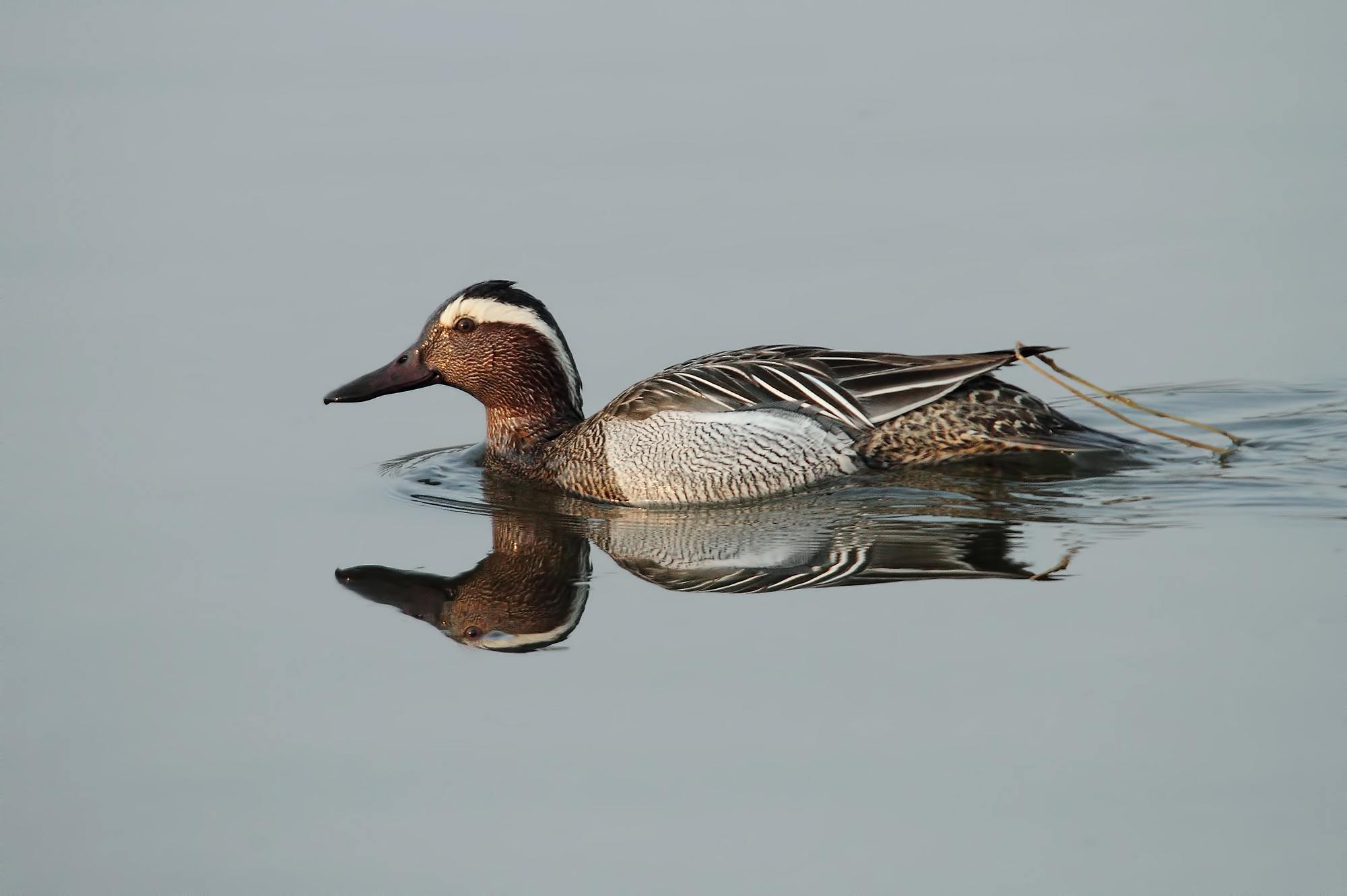 Garganey. (Oasis Cronovilla)