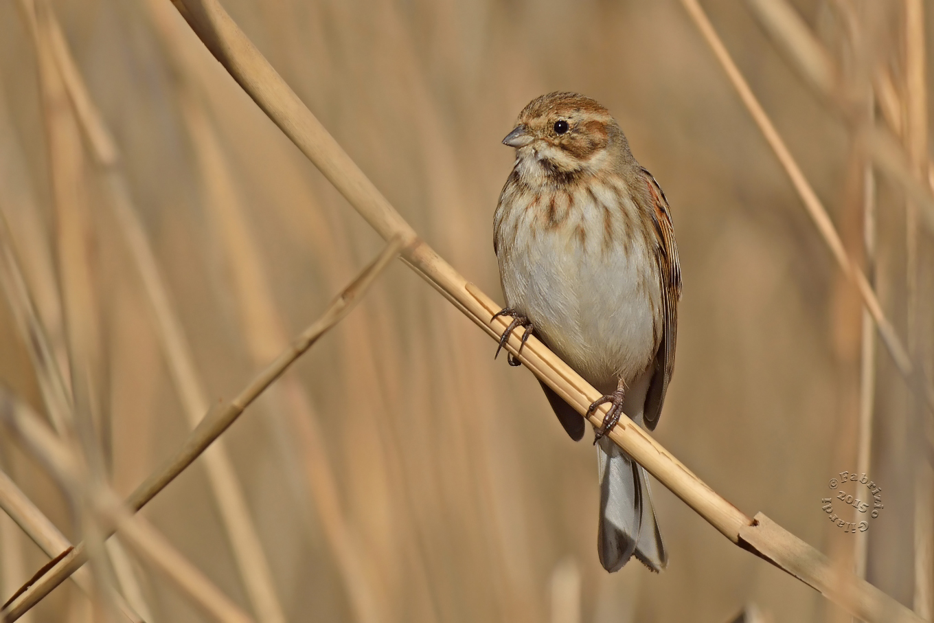 Migliarino di palude f.(Emberiza schoeniclus)