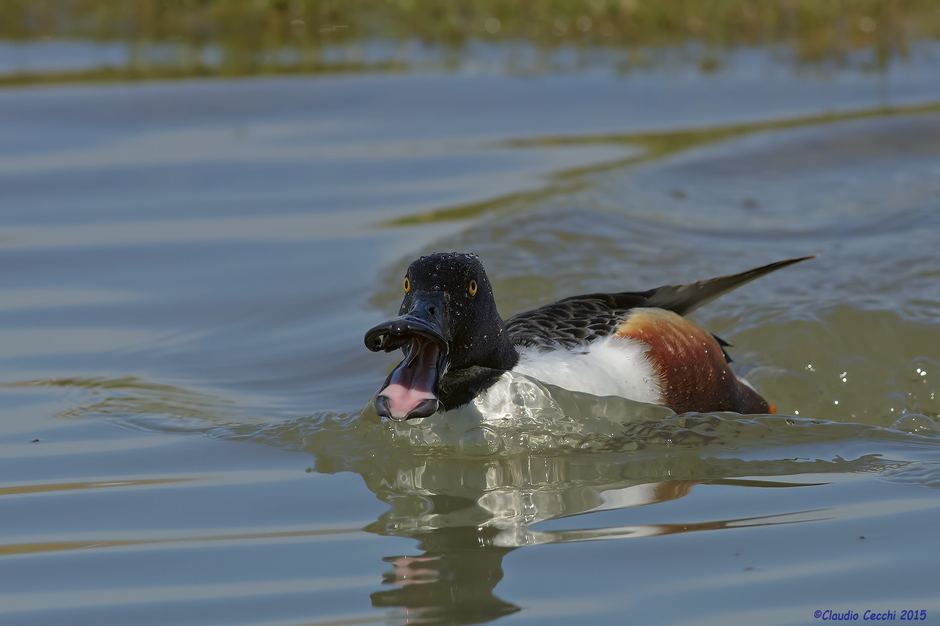 Mestolone maschio molto arrabbiato