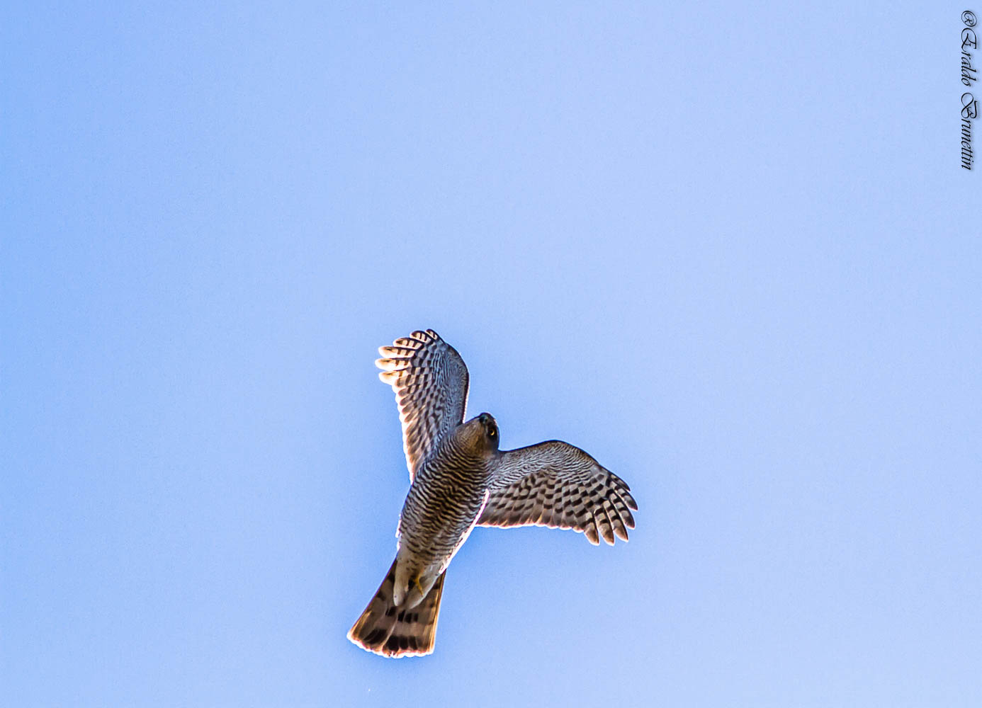 Sparviere, femmina (Accipiter nisus)