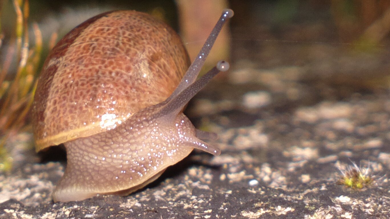 macro snail