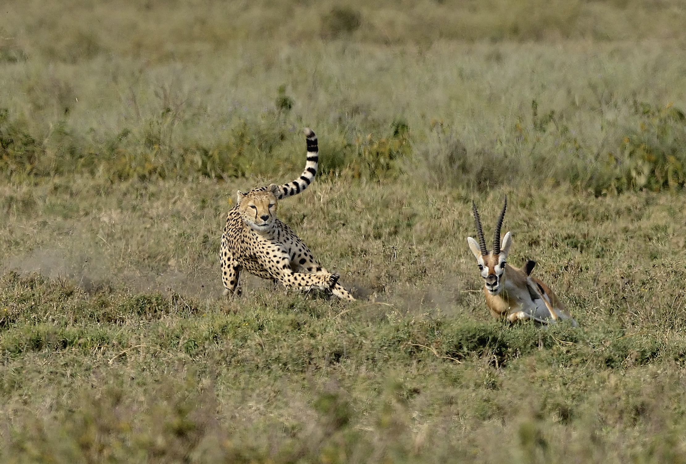 Tanzania 2015 - The race