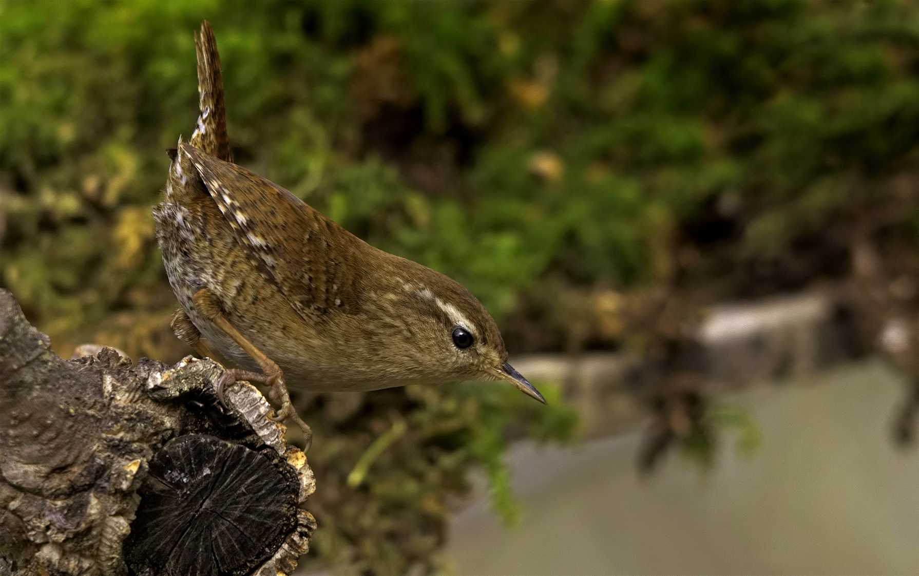 Scricciolo (Troglodytes troglodites)