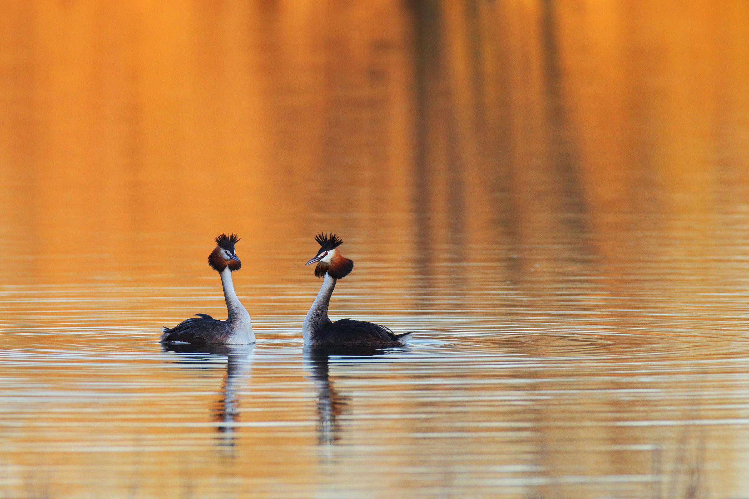 Grebes dawn
