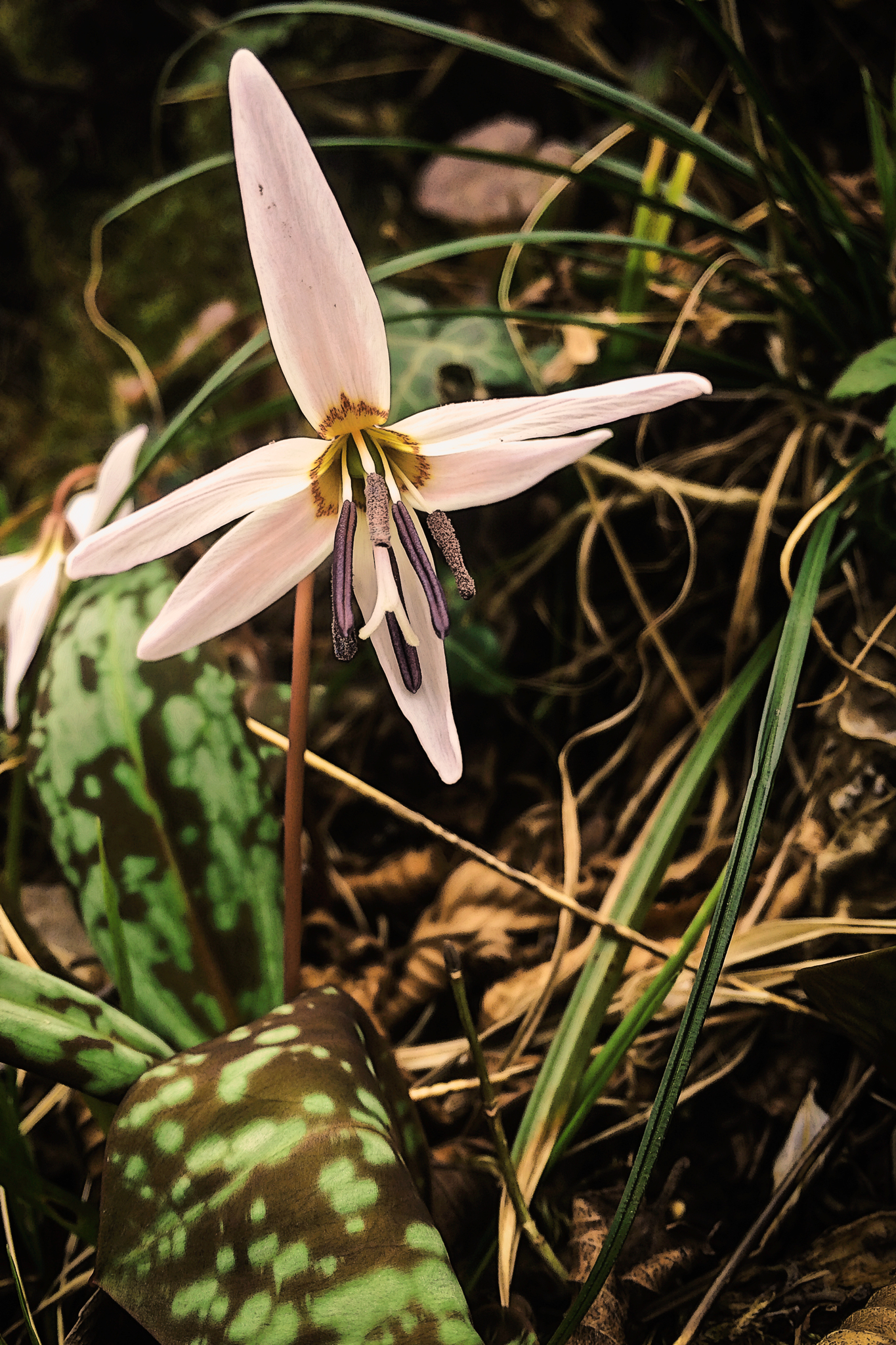 Erythronium Dens Canis