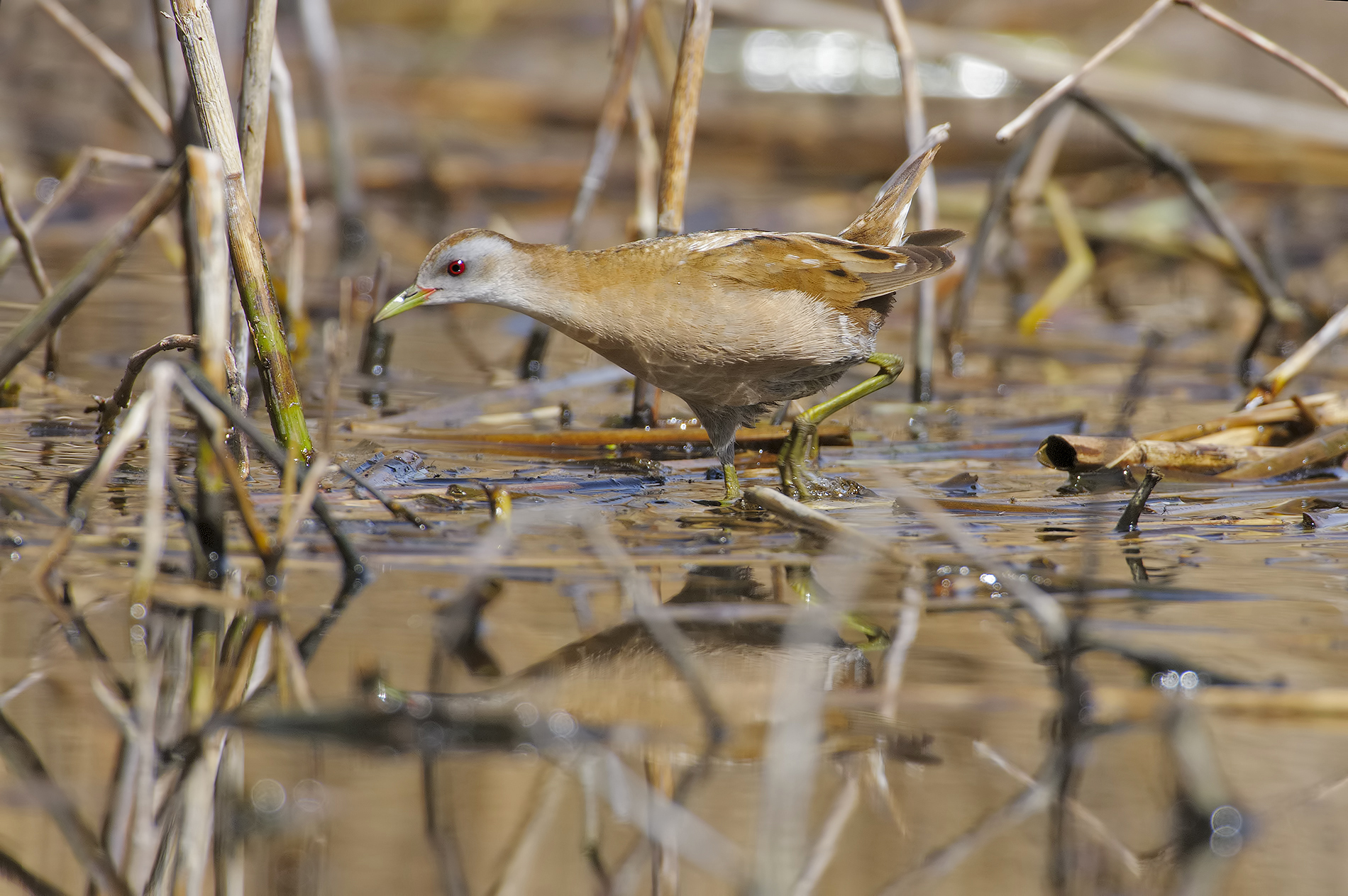 Little Crake (Porzana parva)