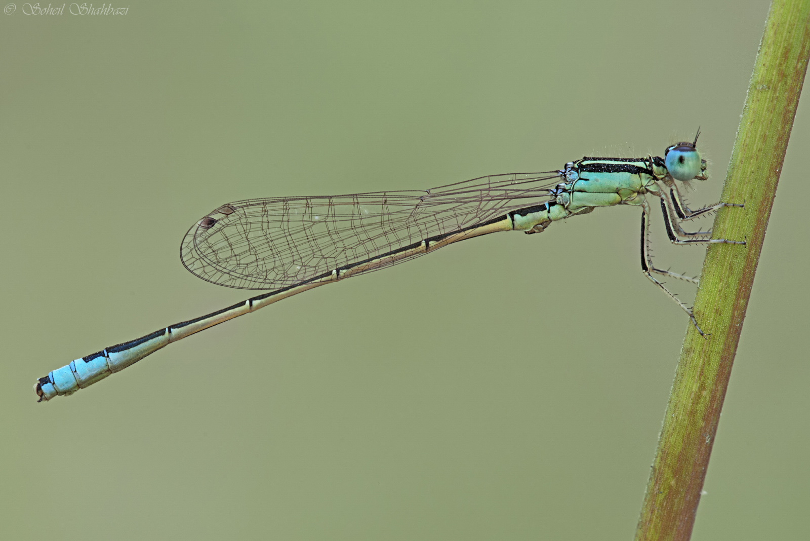 Damselfly
