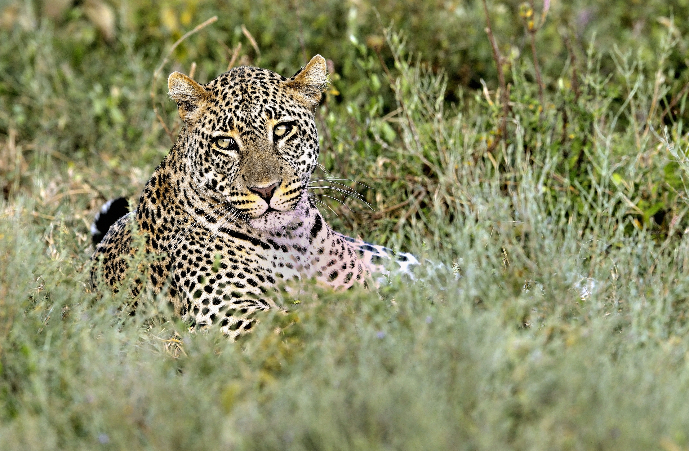 Tanzania 2015 - A riposo