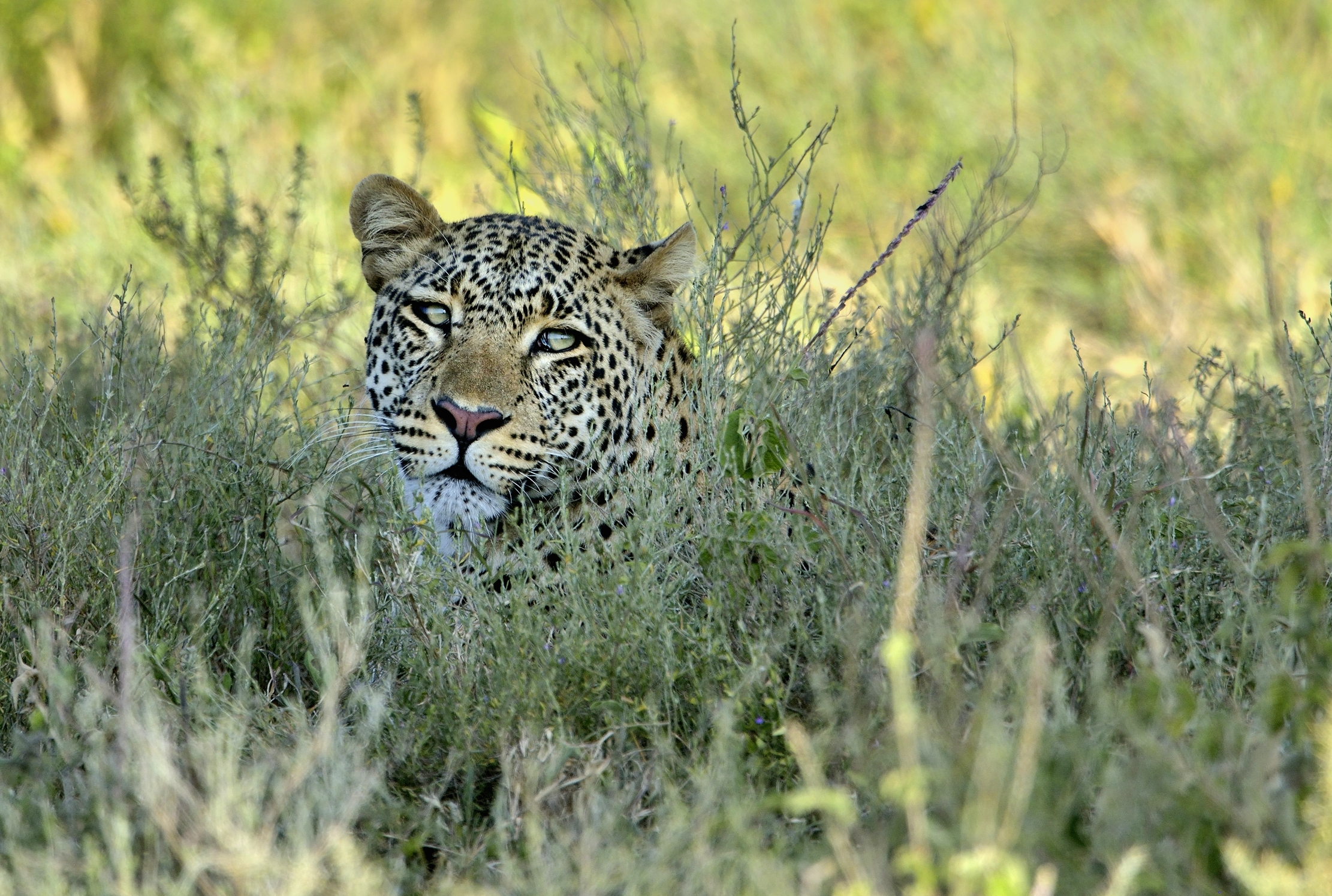 Tanzania 2015 - Nell'erba