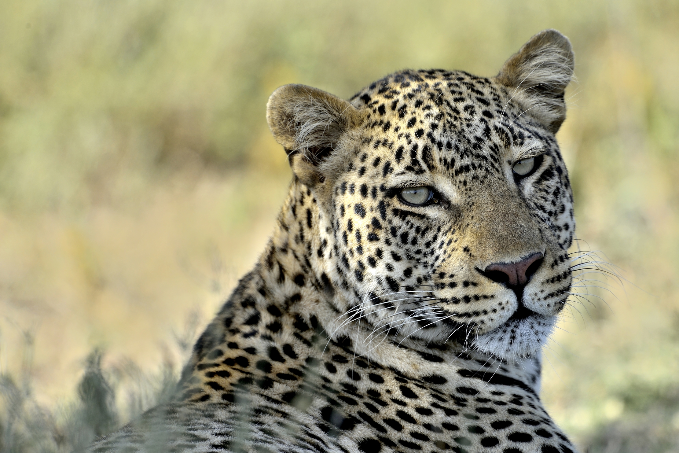 Tanzania 2015 - Primo piano