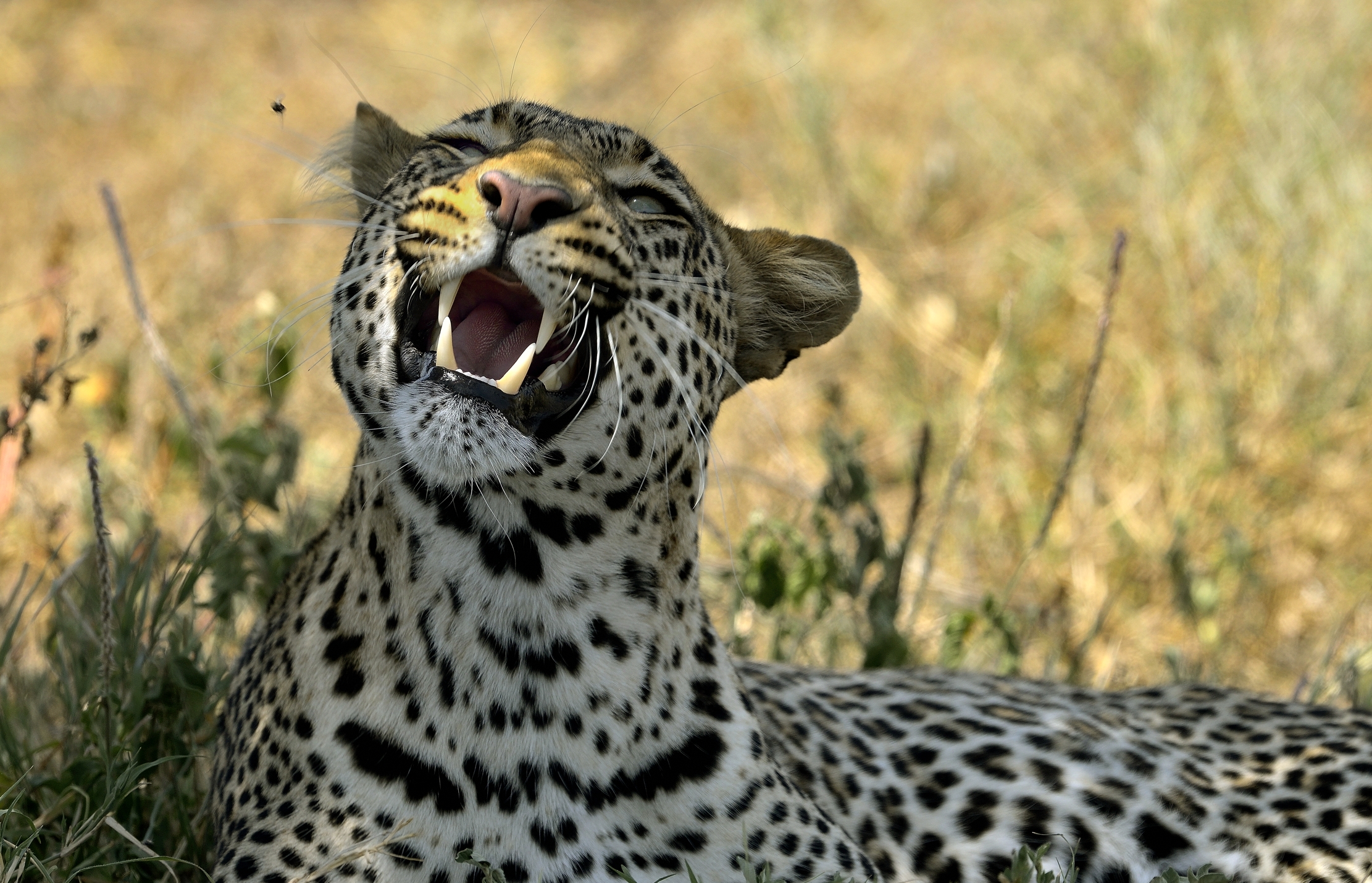 Tanzania 2015 - Se prendo ?sta mosca!...