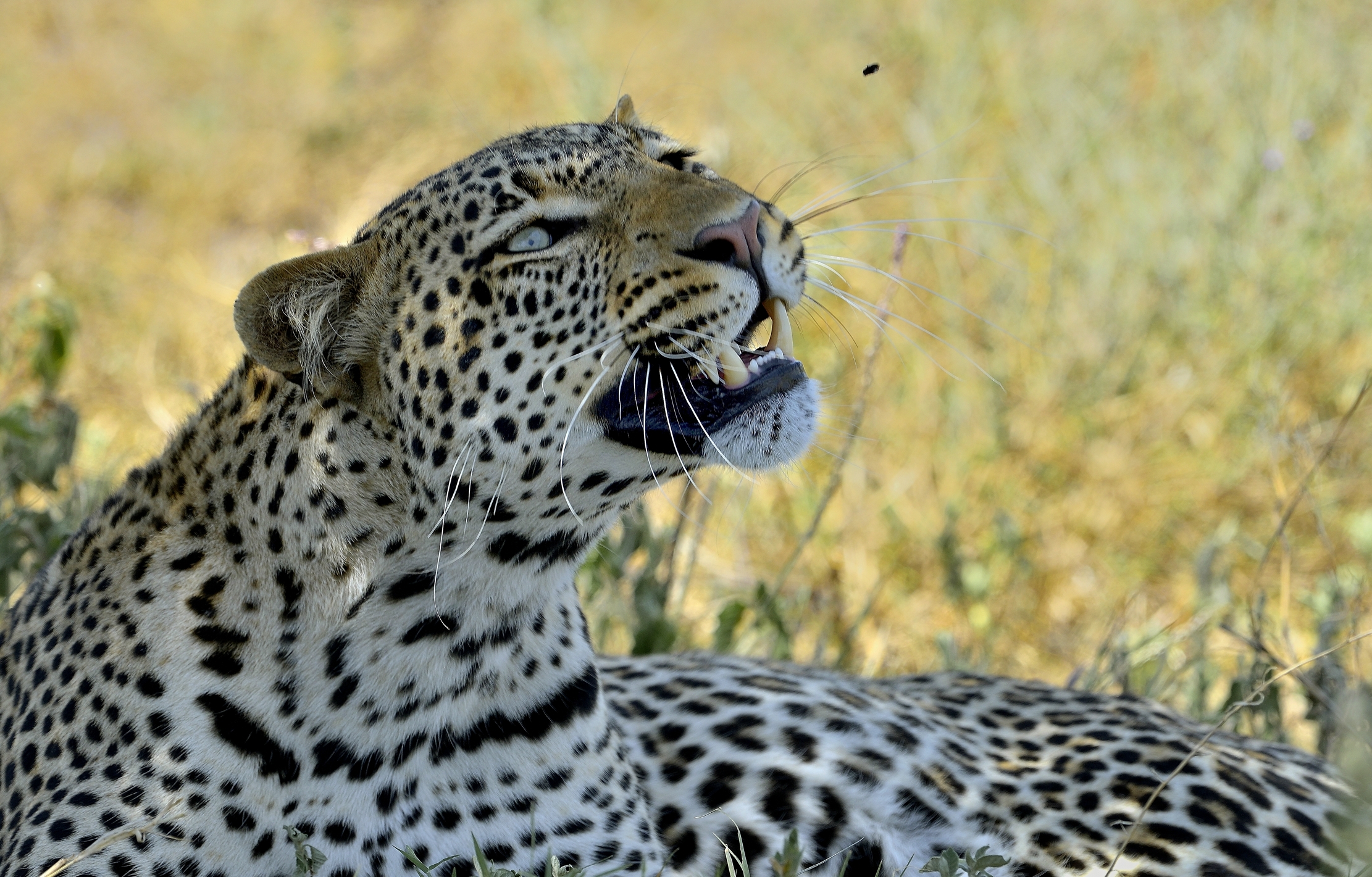 Tanzania 2015 - Se prendo ?sta mosca!...2