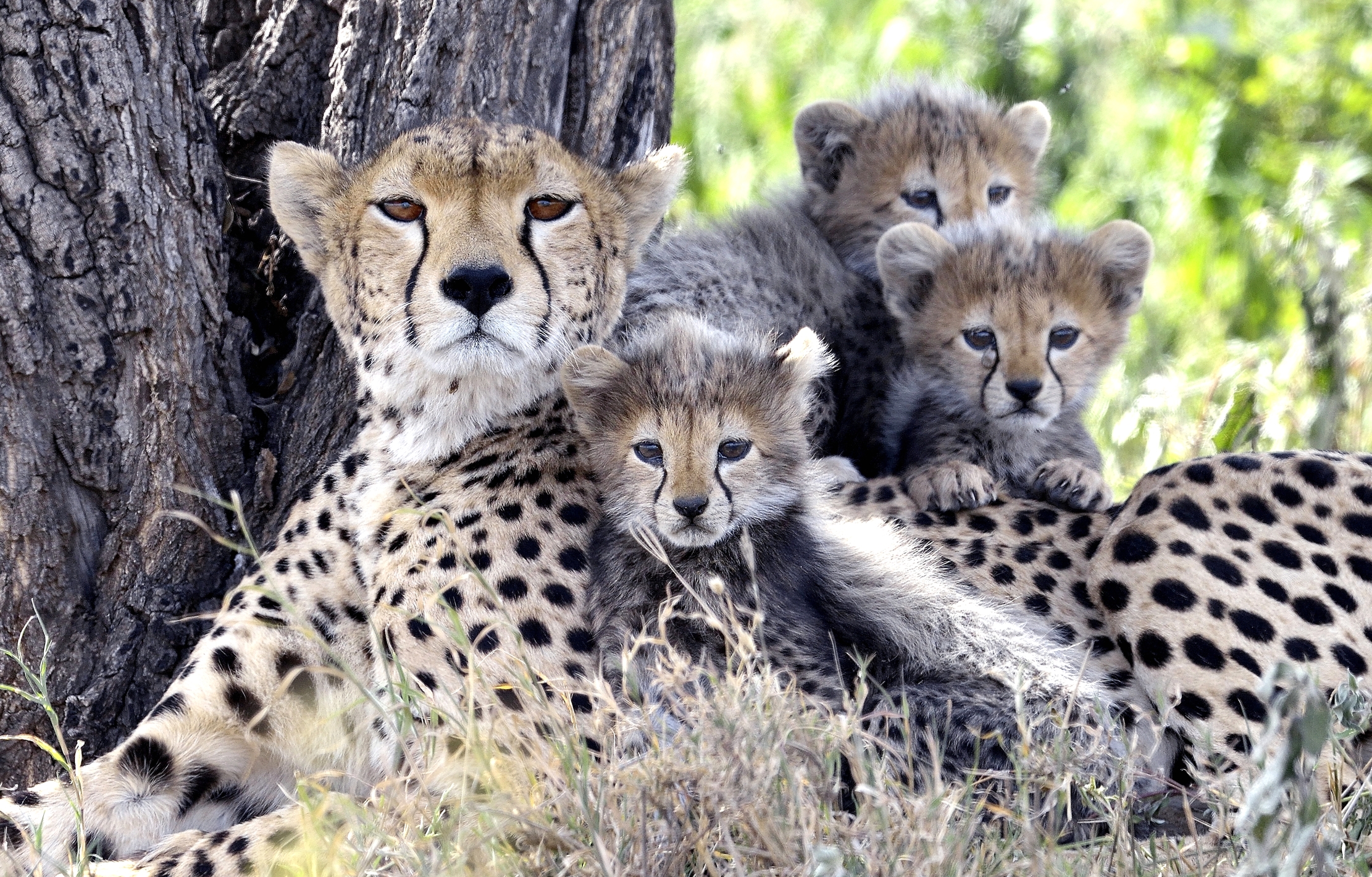 Tanzania 2015 - Family Portrait