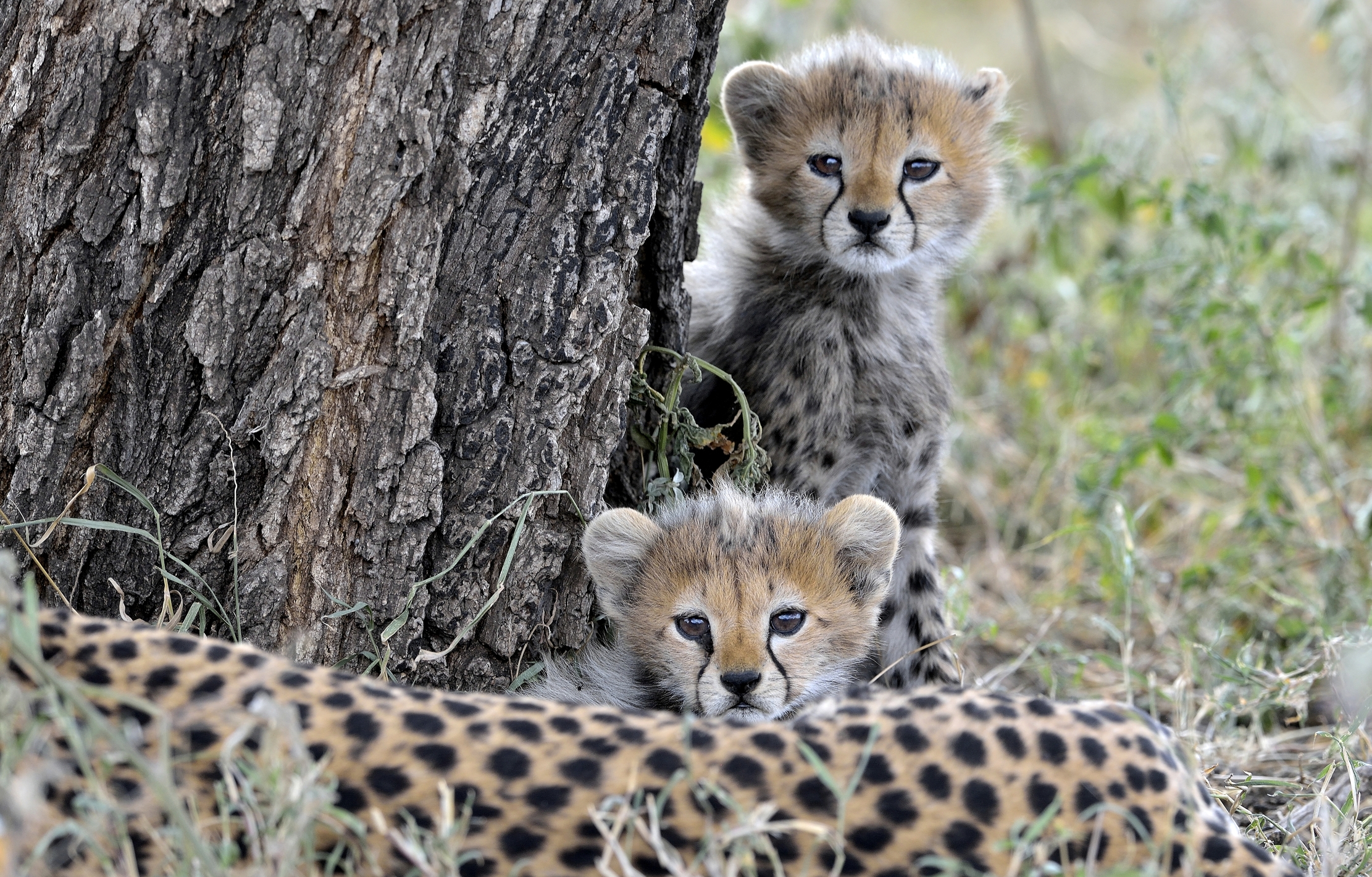 Tanzania 2015 - Musetti