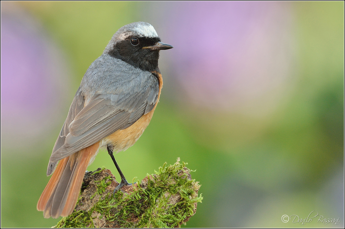Redstart