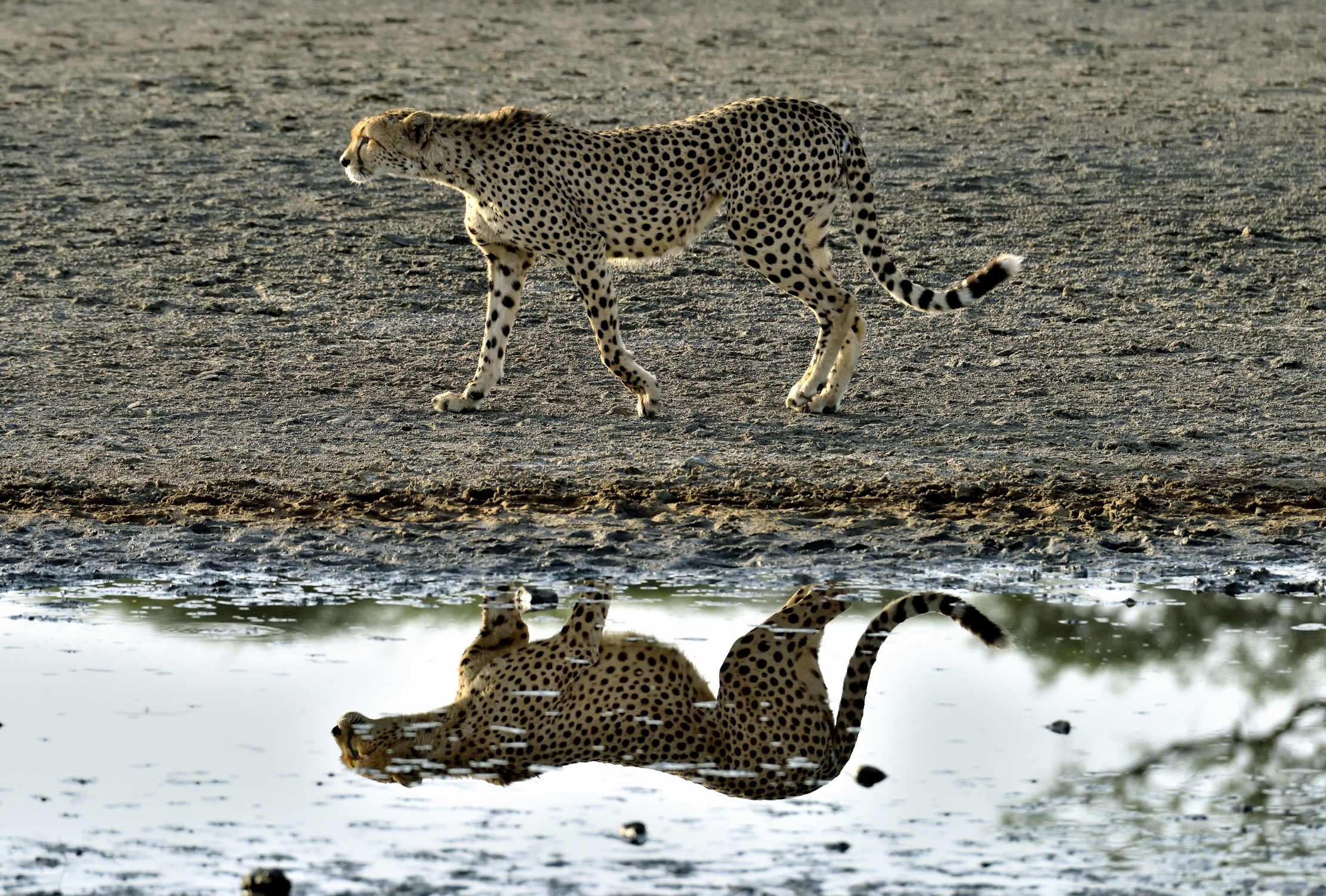 Tanzania 2015 - Specchiarsi dawn