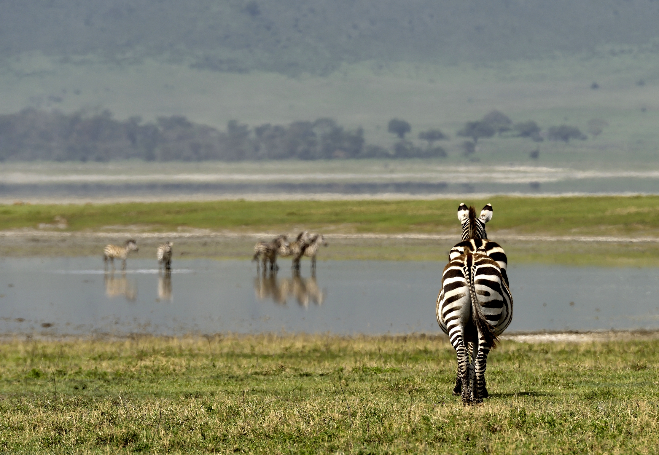 Tanzania 2015 - Allineati e coperti e coperti