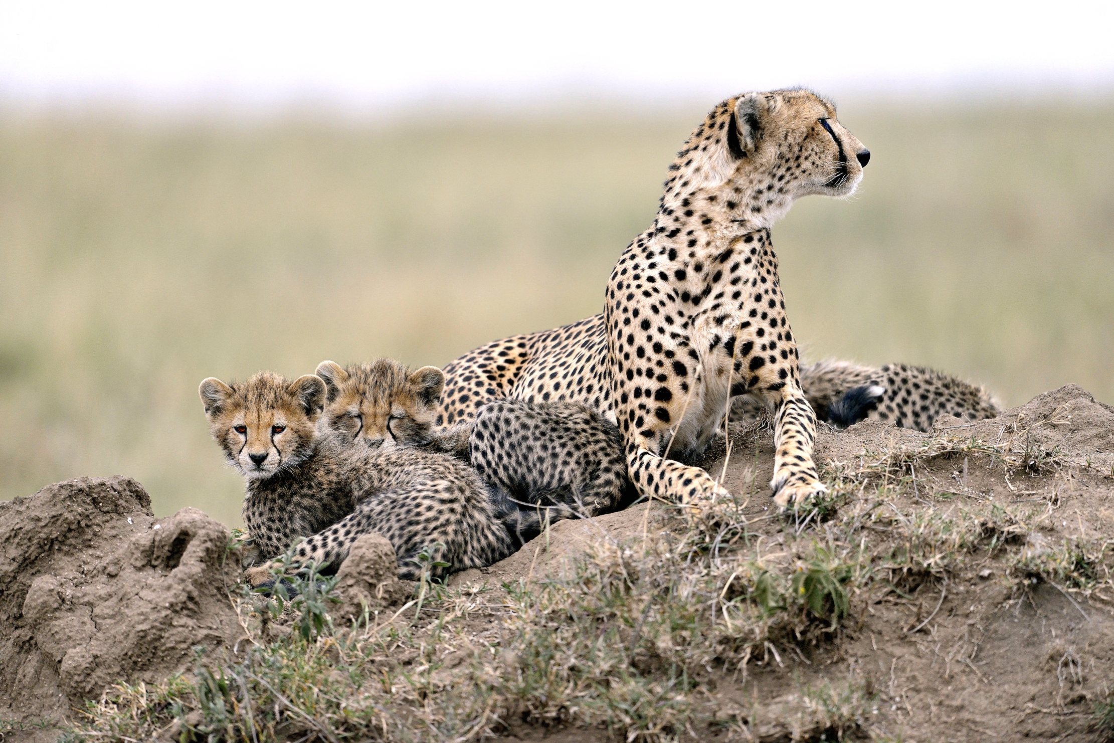 Tanzania in 2015 - who goes there?