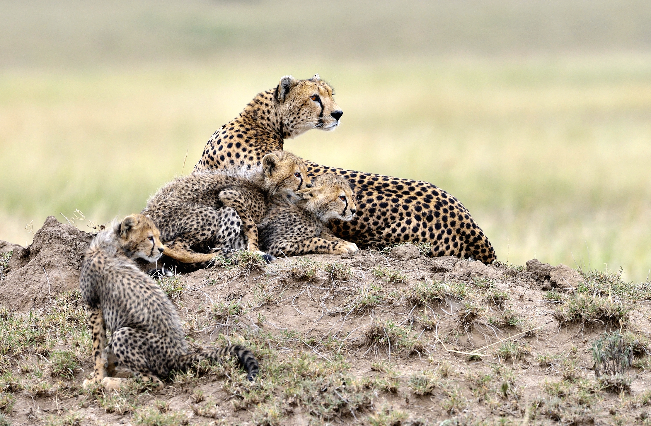 Tanzania 2015 - Beware!