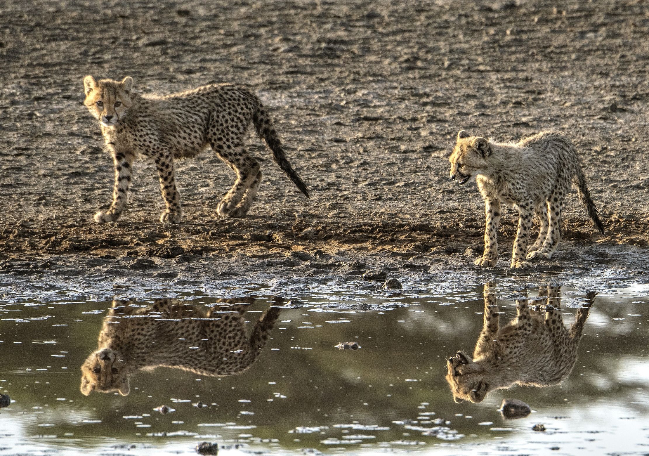 Tanzania 2015 - At the pool in the early morning
