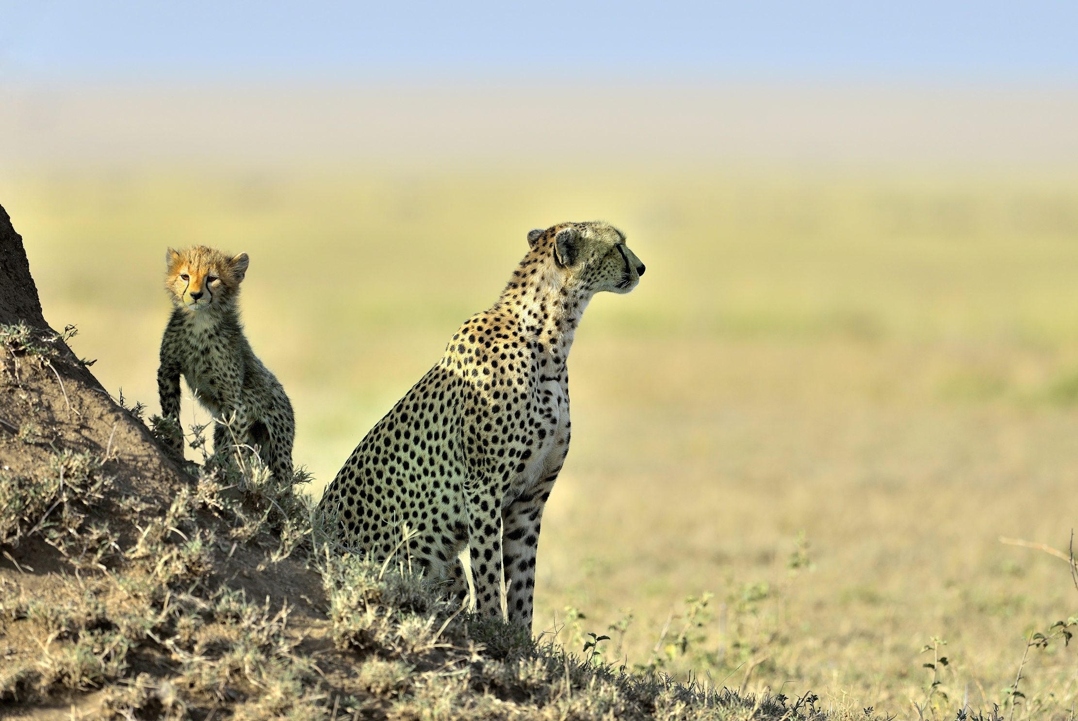 Tanzania 2015 - Near the termite