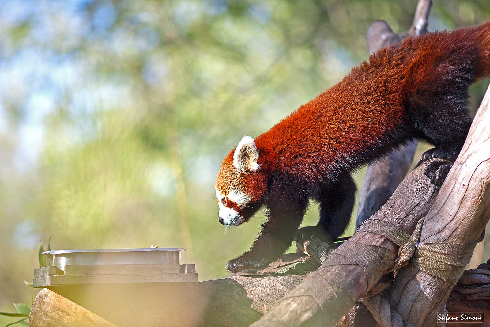 Redpanda