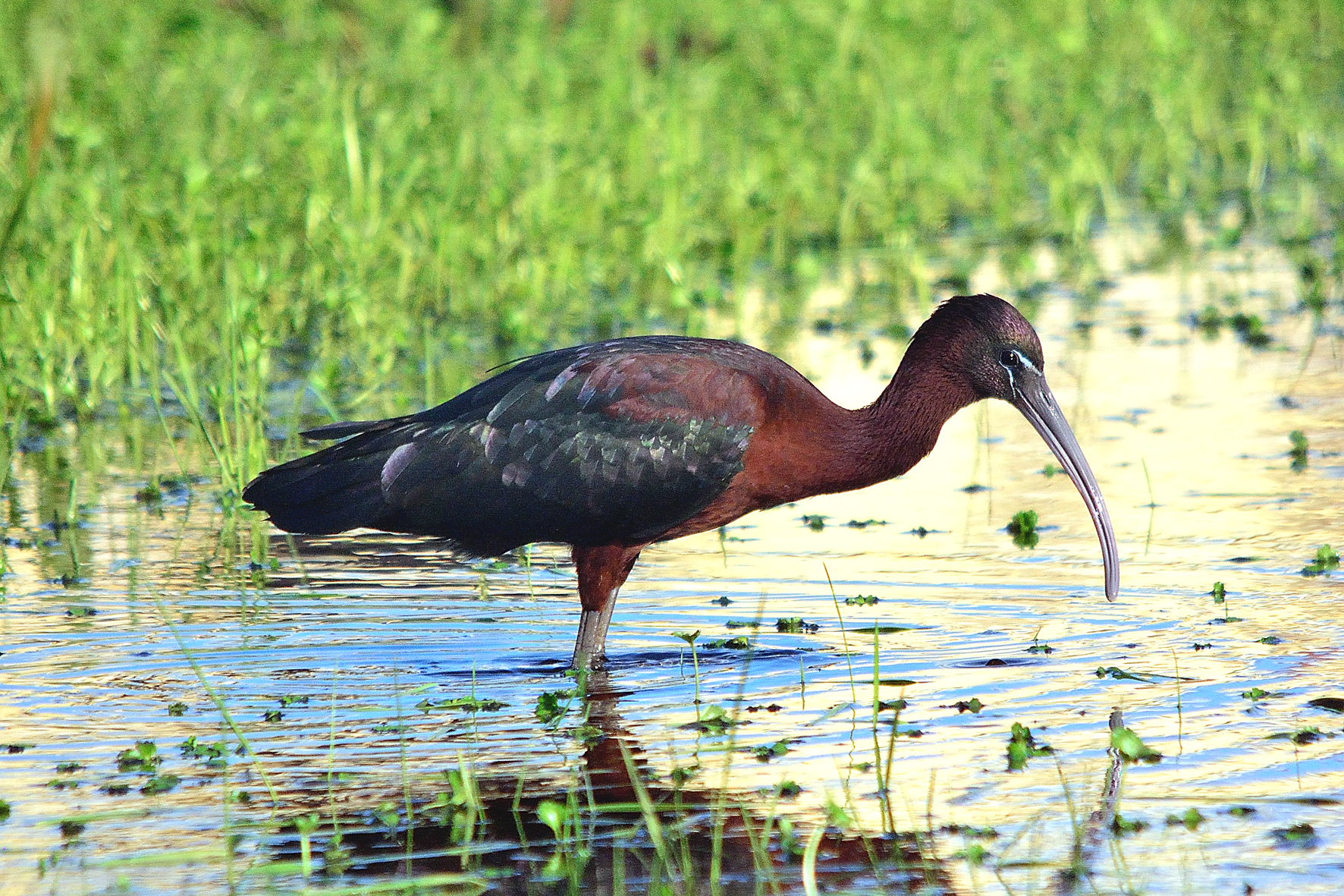 Glossy Ibis (Glossy Ibis)