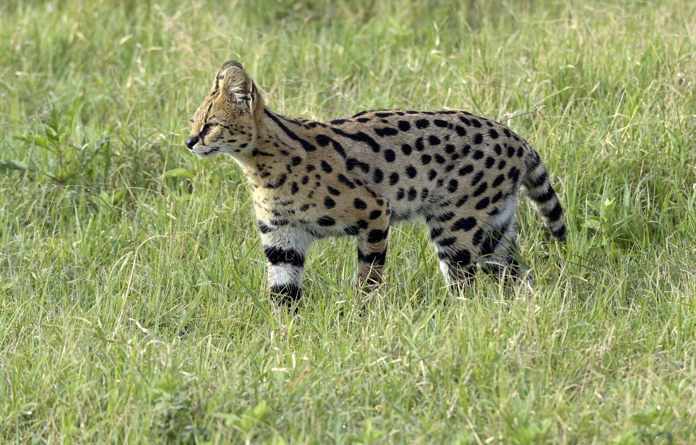 Tanzania 2015 - Serval
