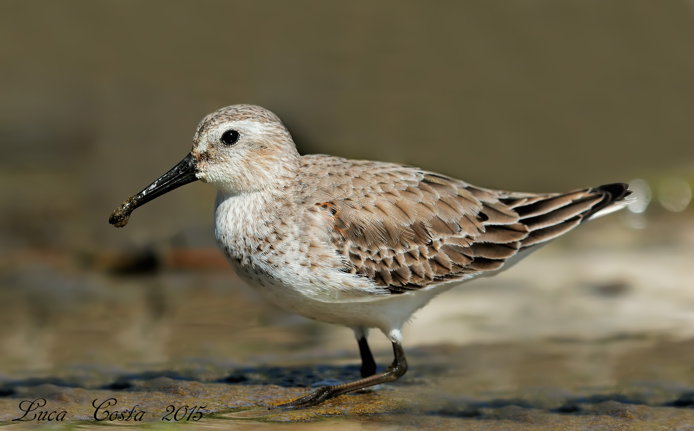 Dunlin