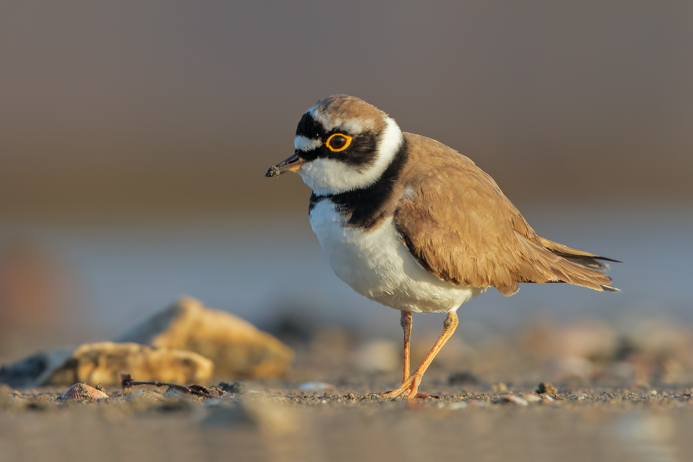 Little Ringed Plover