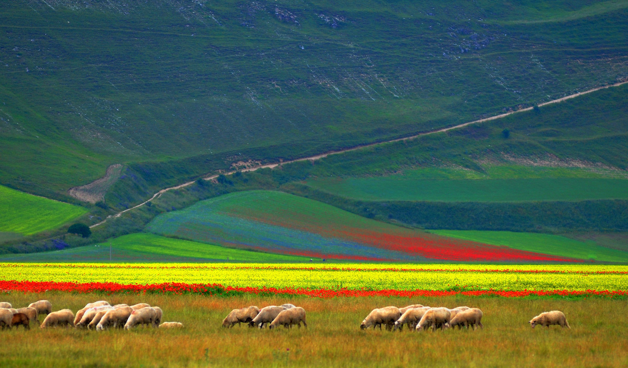 Castelluccio