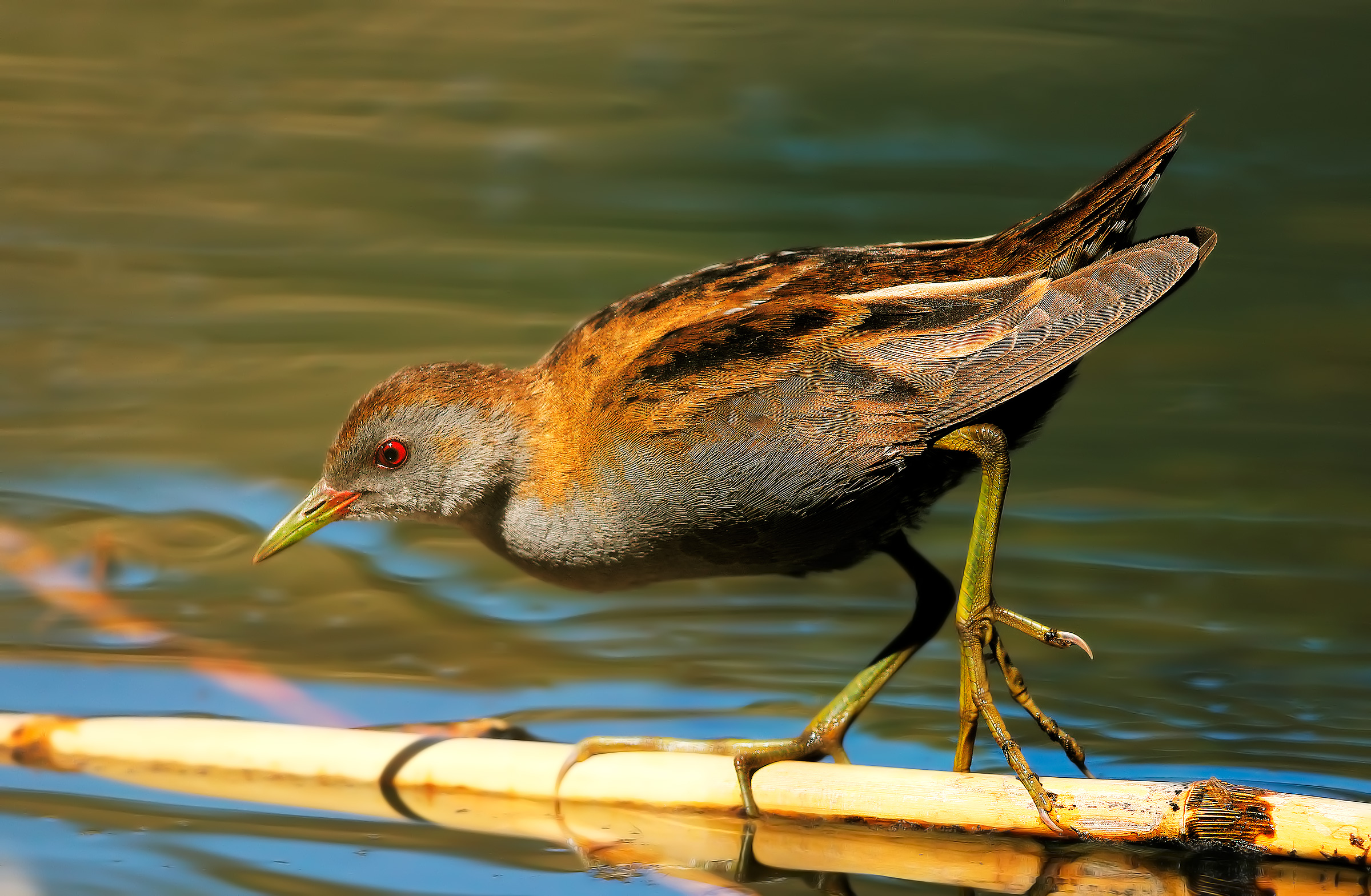 Little Crake