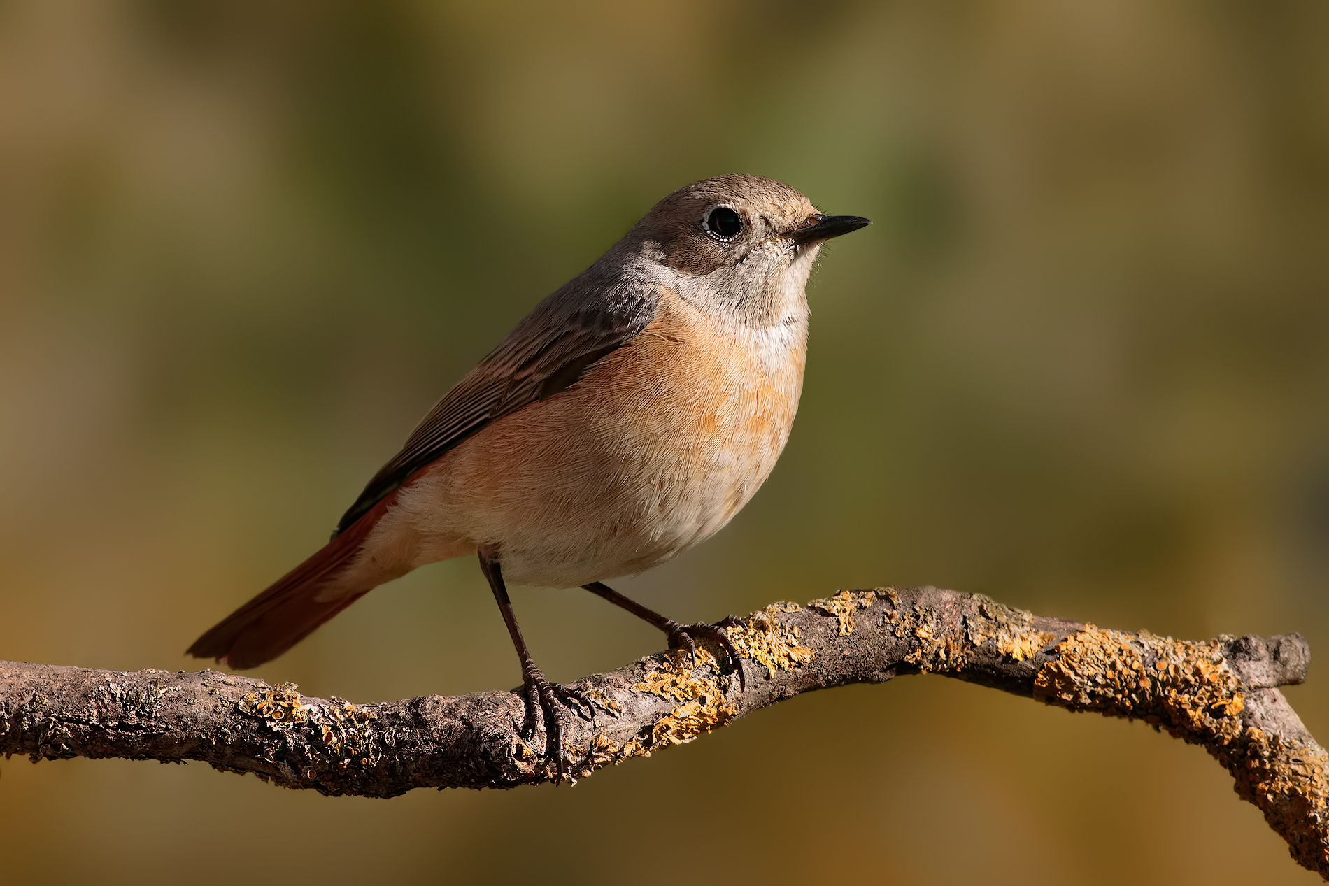 Redstart