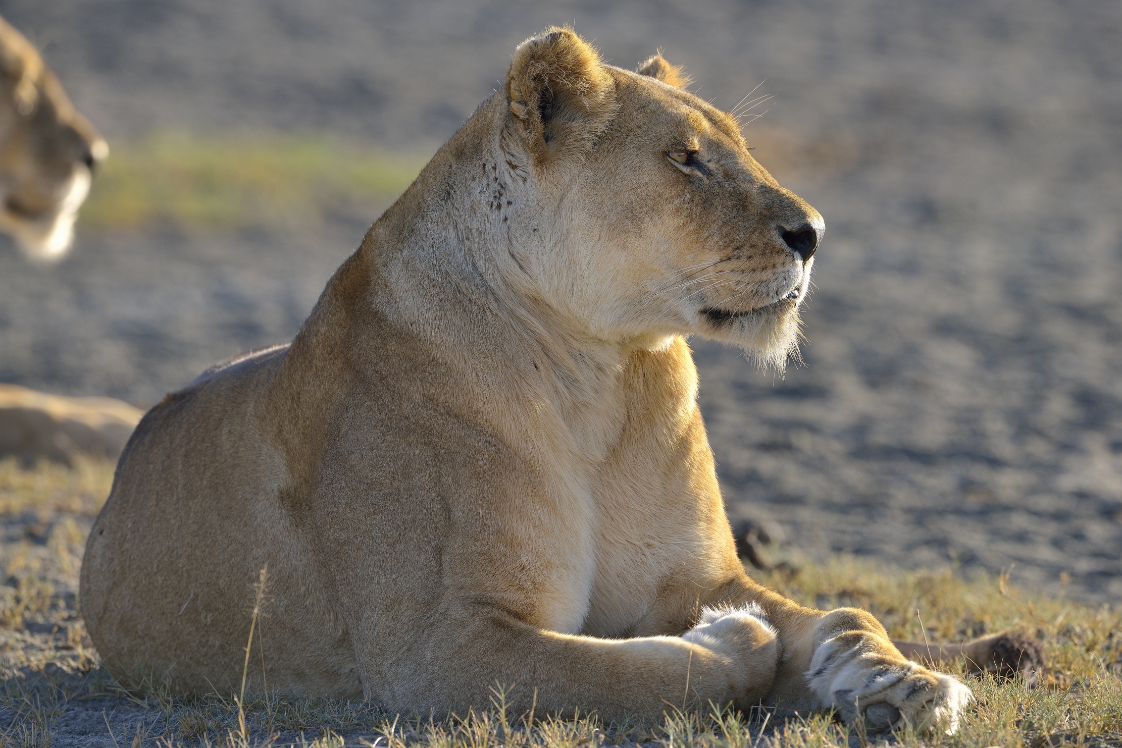 Tanzania 2015 - Sfinge