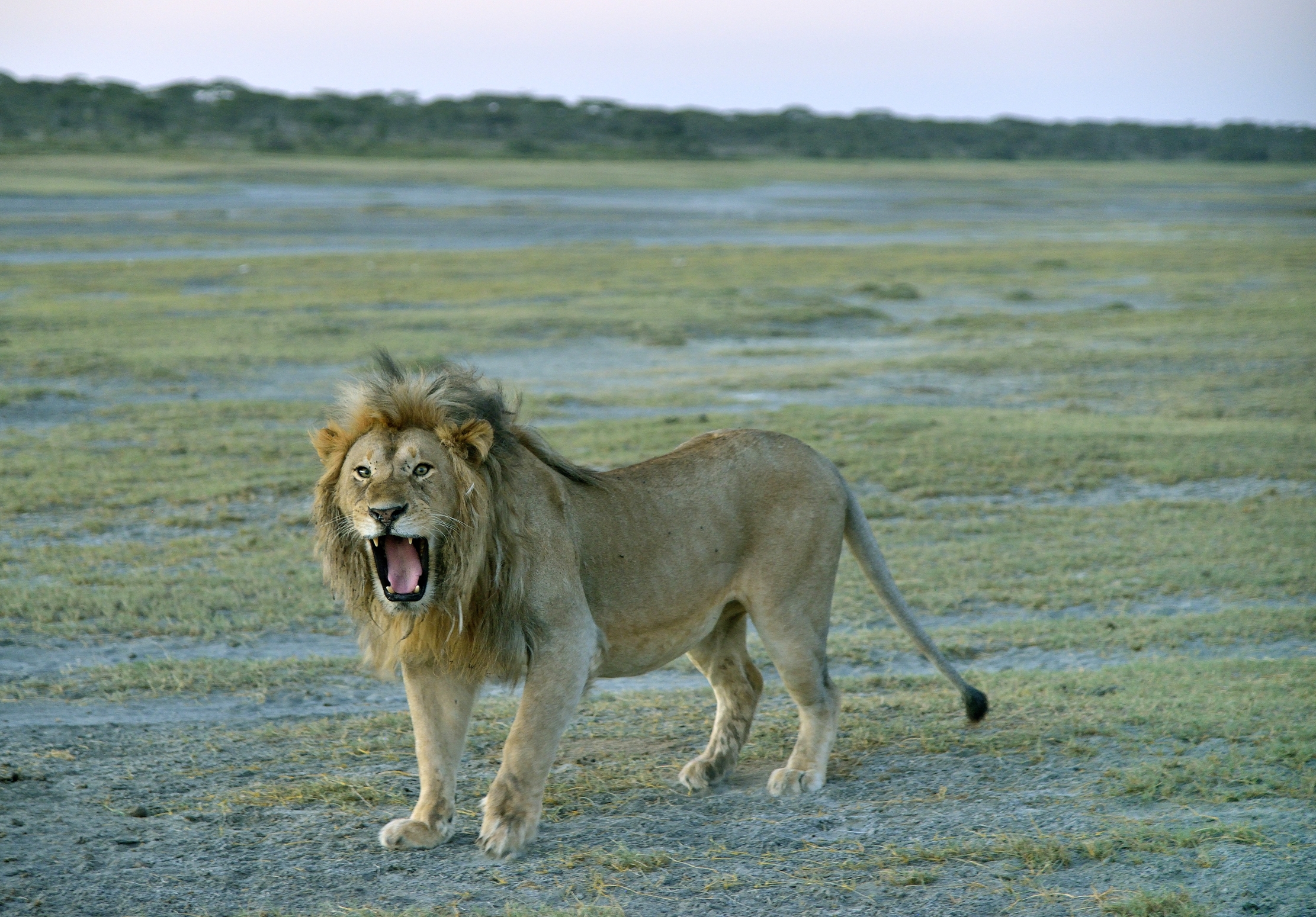 Tanzania 2015 - Incavolato 1