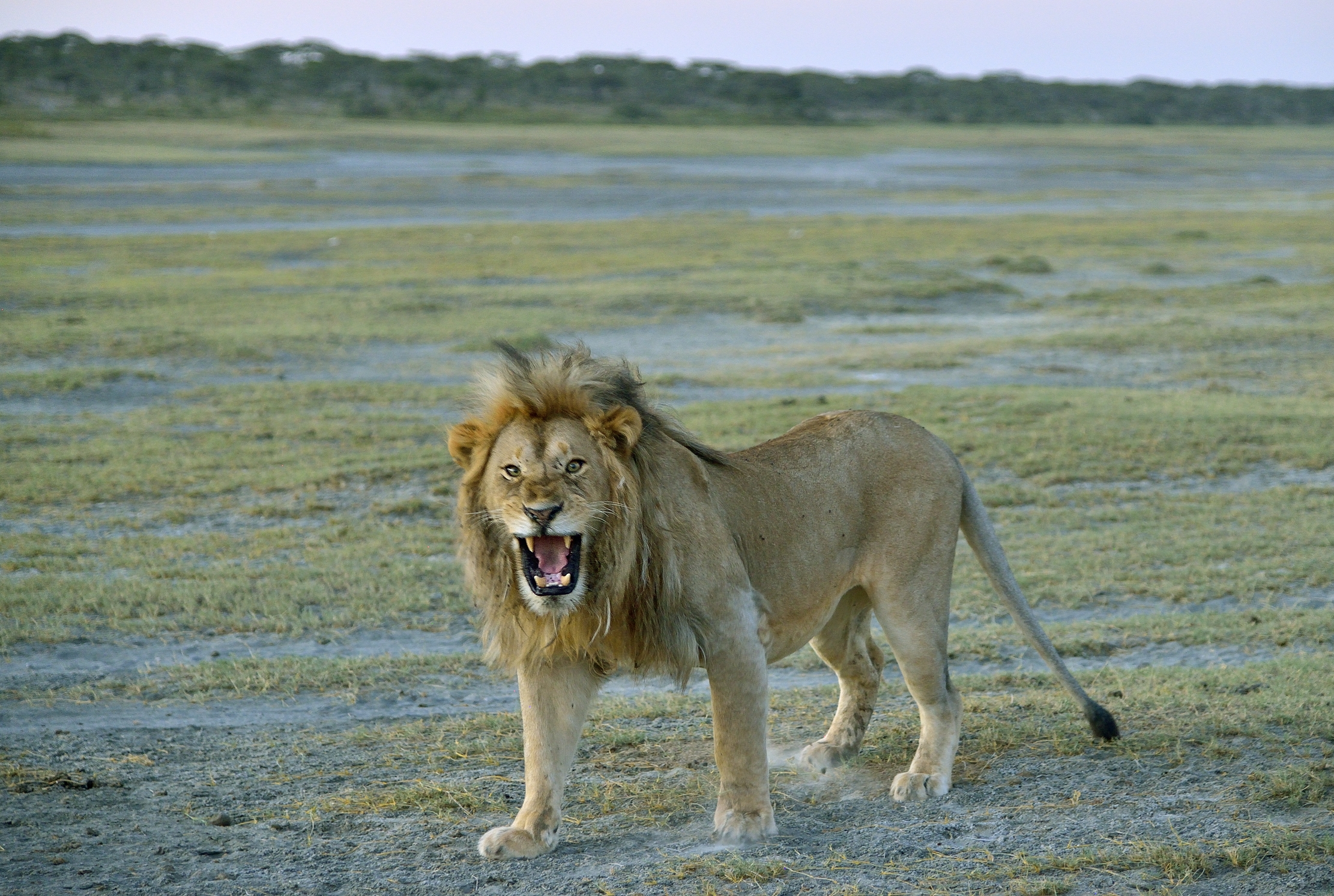 Tanzania 2015 - Incavolato 2