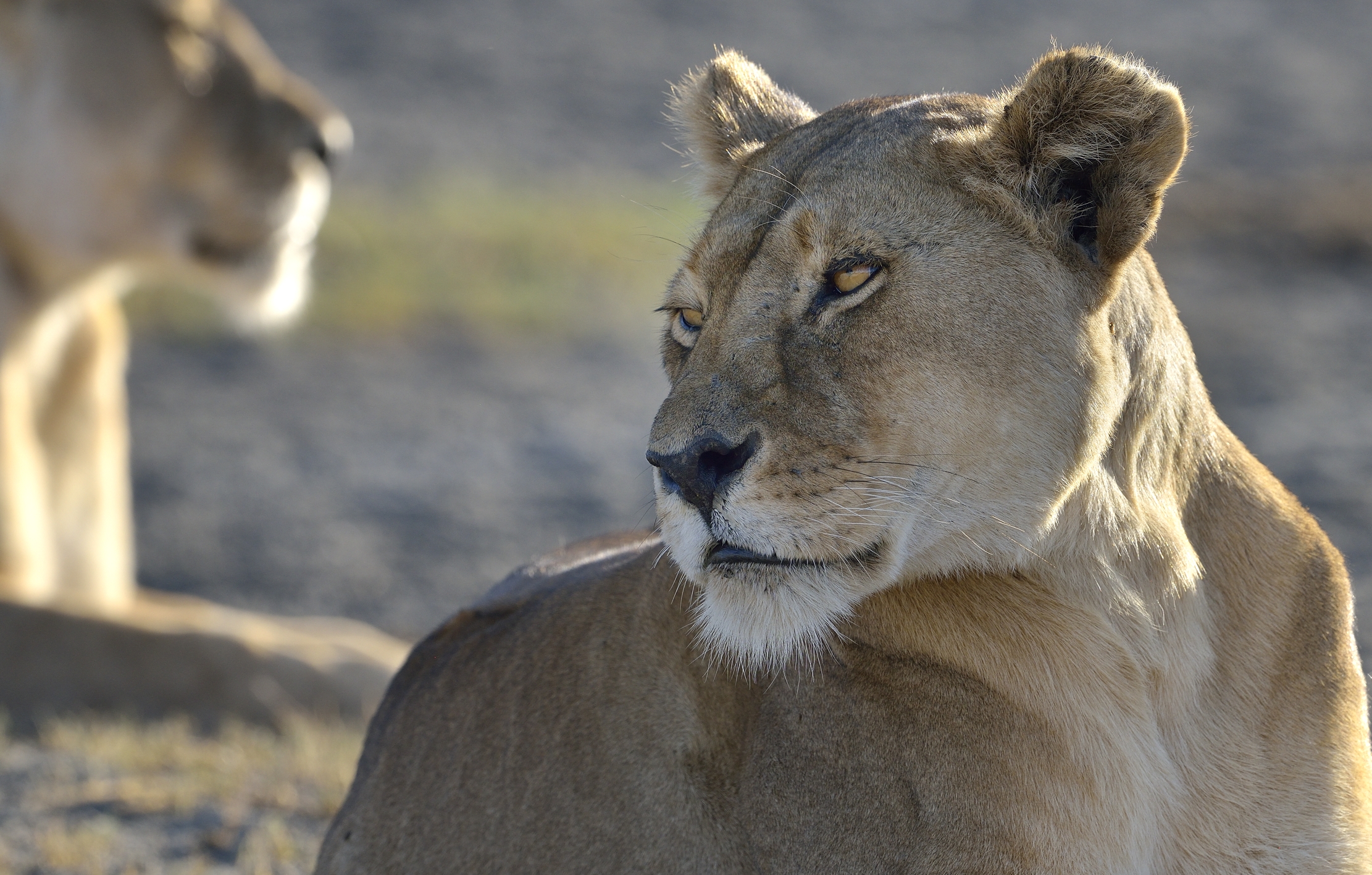 Tanzania 2015 - Primo piano