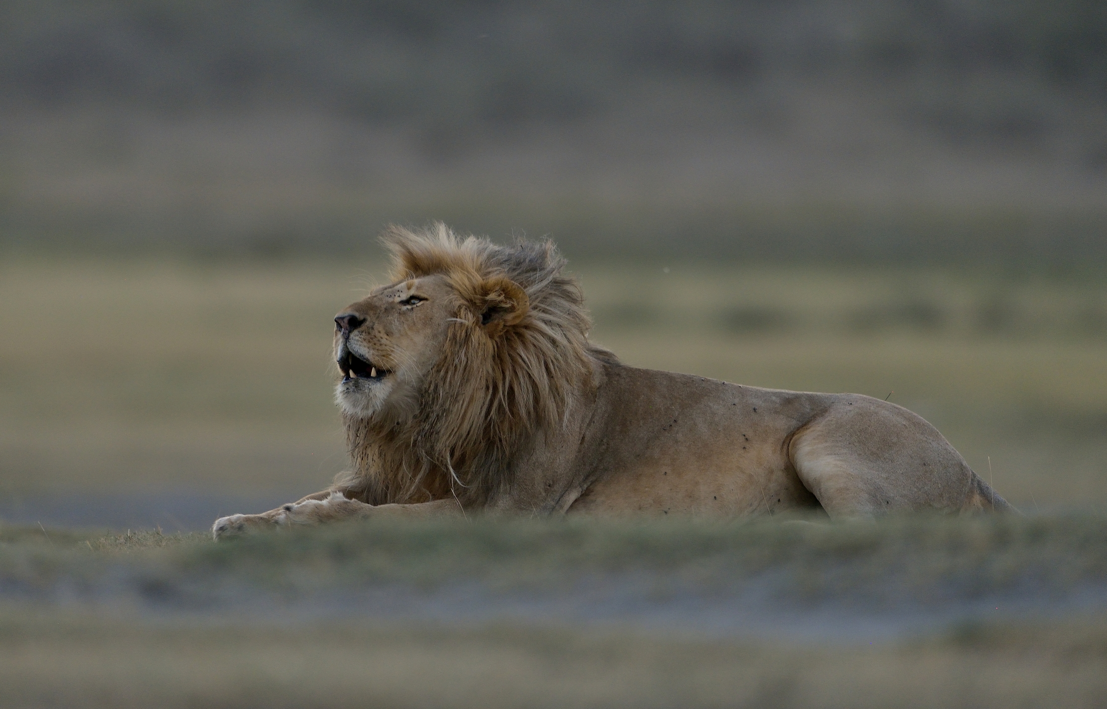 Tanzania 2015 - Ruggiti all'imbrunire