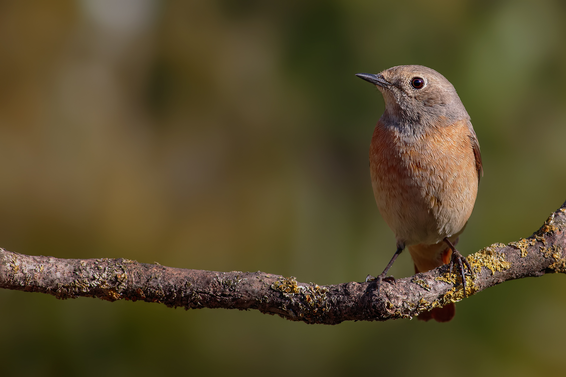 Redstart # 2