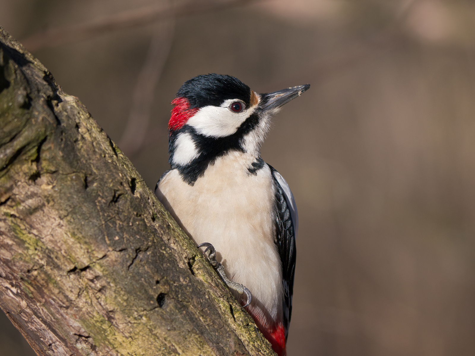 Spotted Woodpecker (male)
