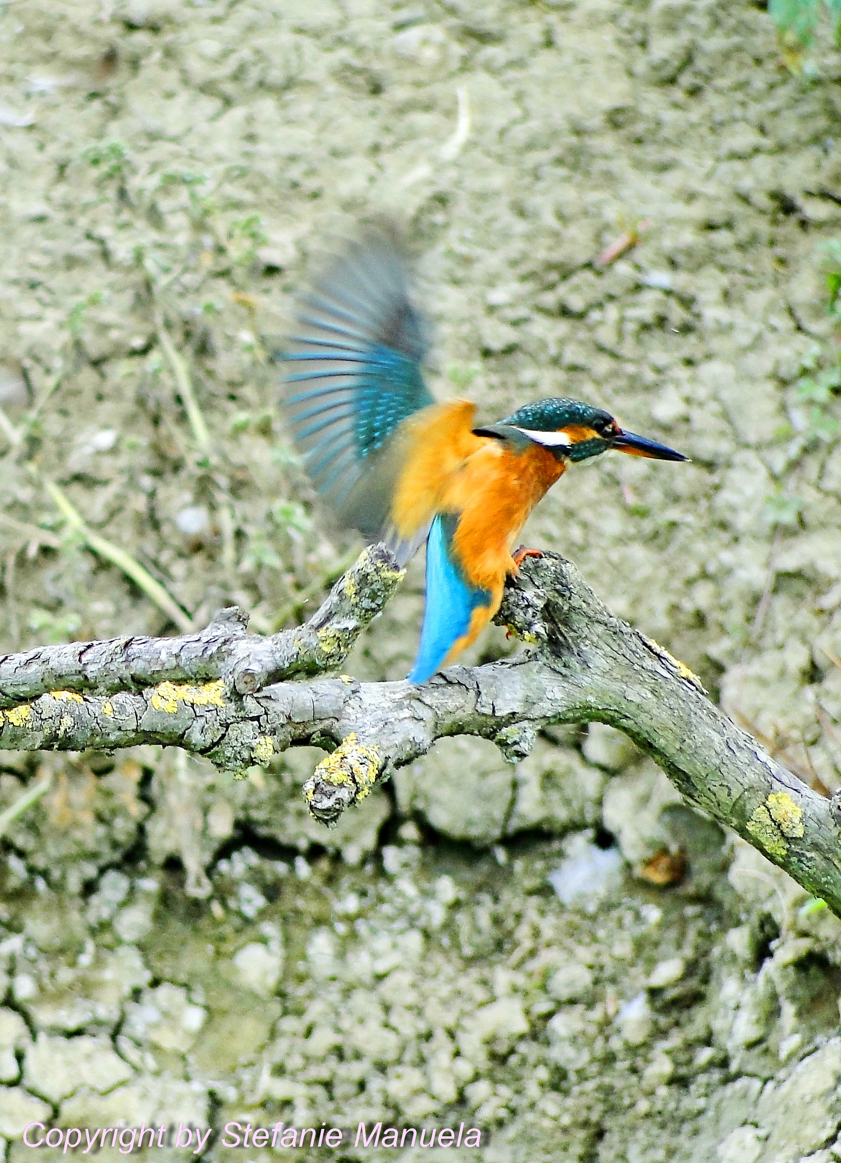 Kingfisher