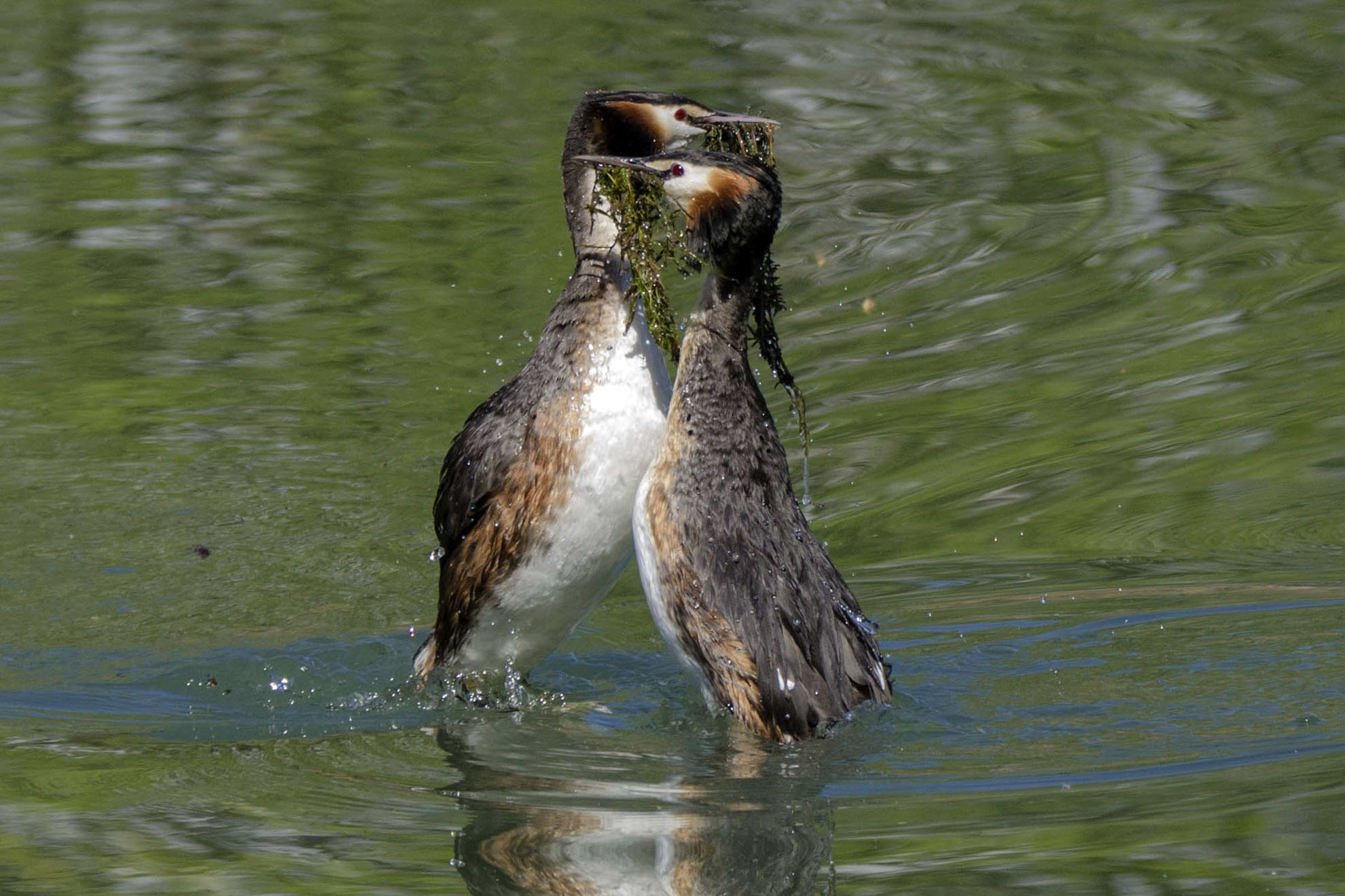 Grebes in courtship