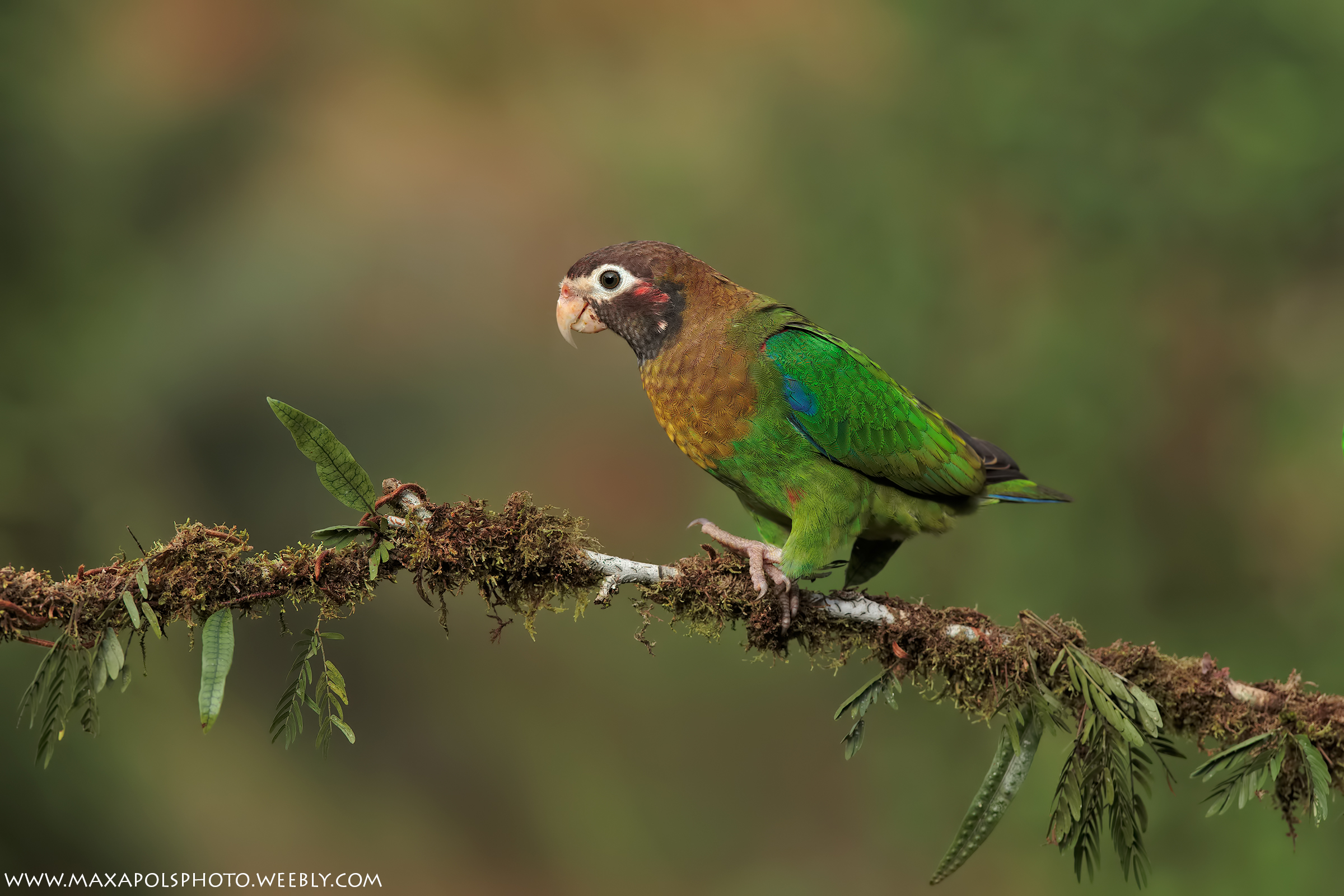 parrot cappuccino ...