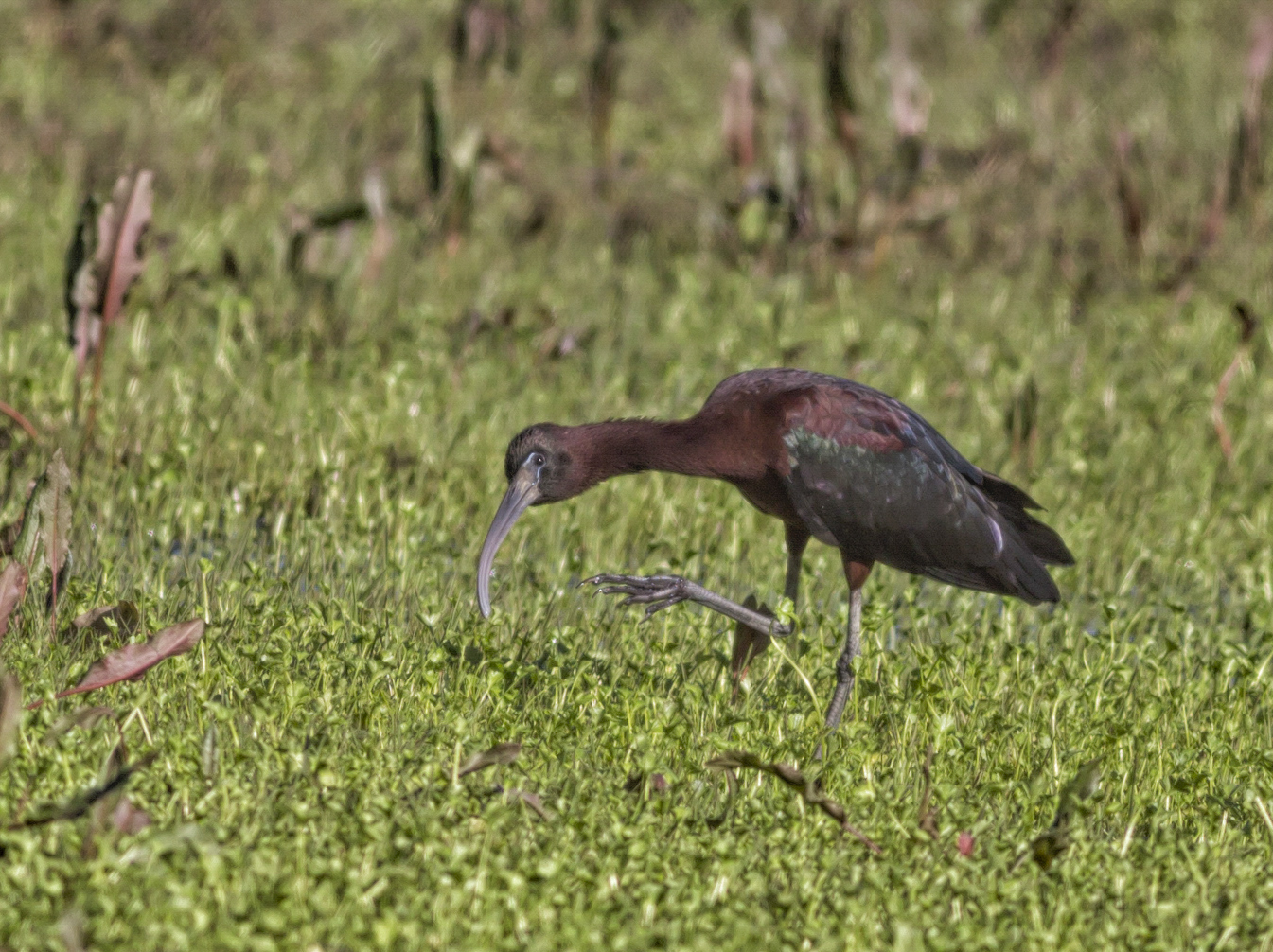 glossy ibis