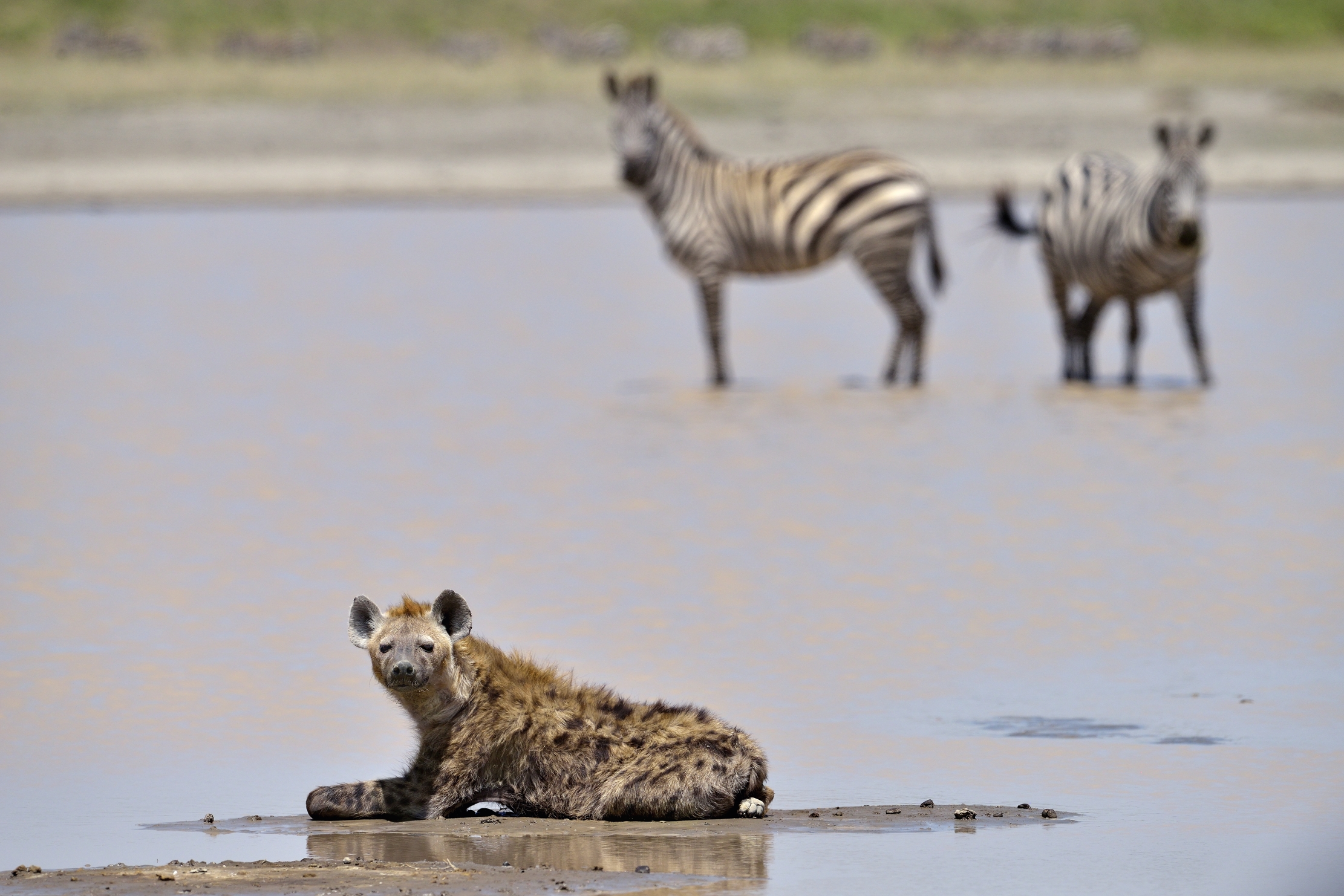 Tanzania 2015 - Osservato speciale