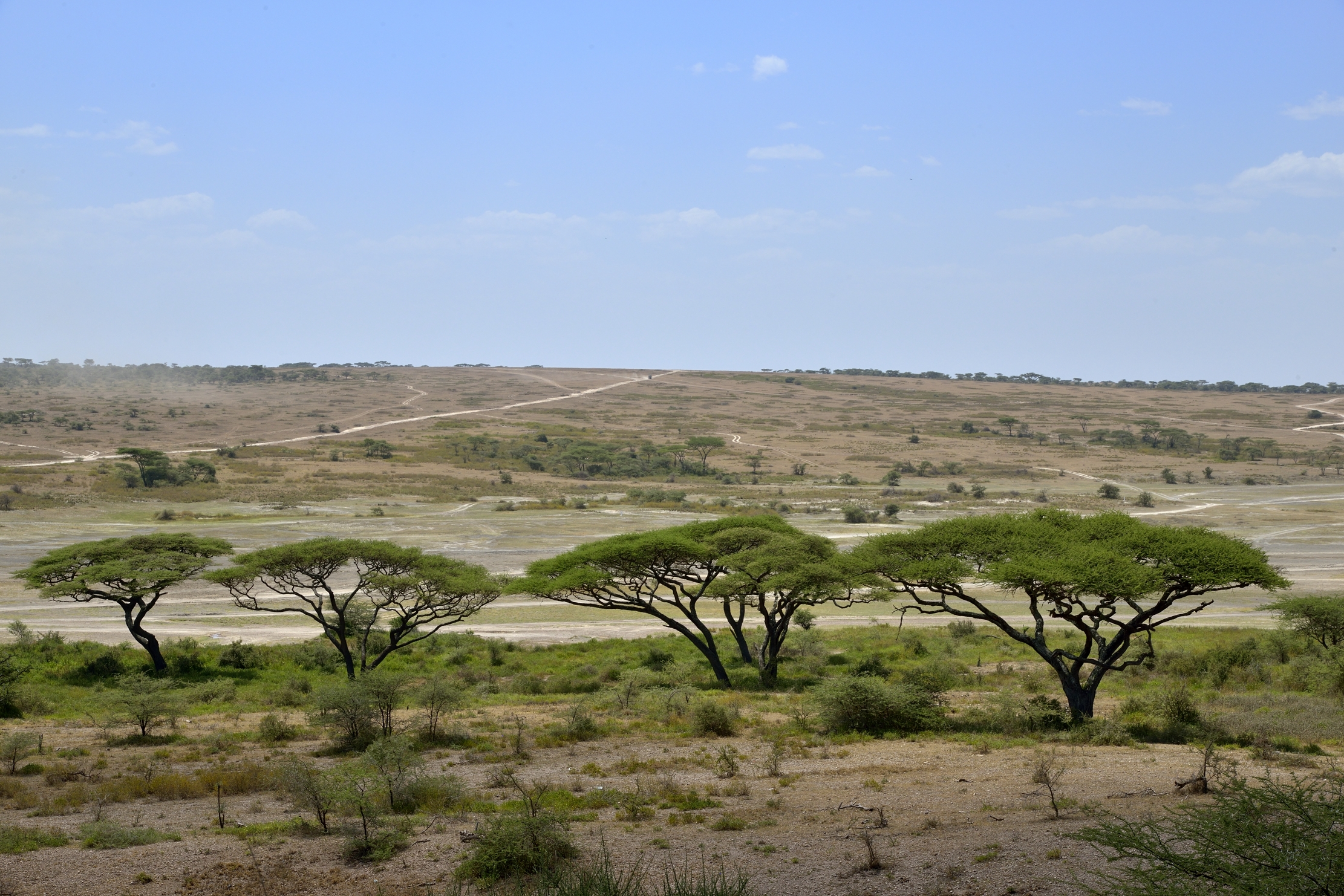 Tanzania 2015 - Ndutu