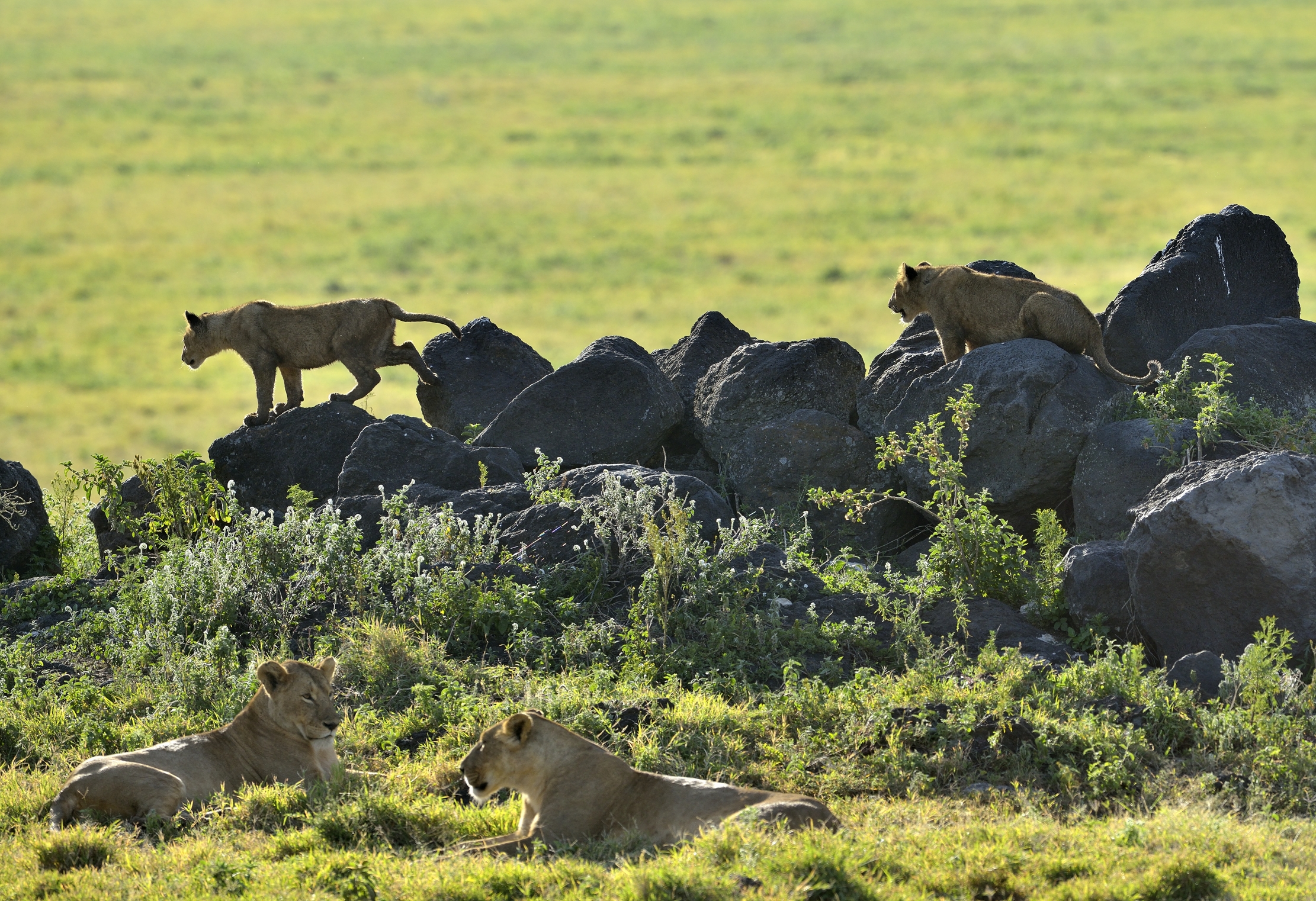 Tanzania 2015 - Lions